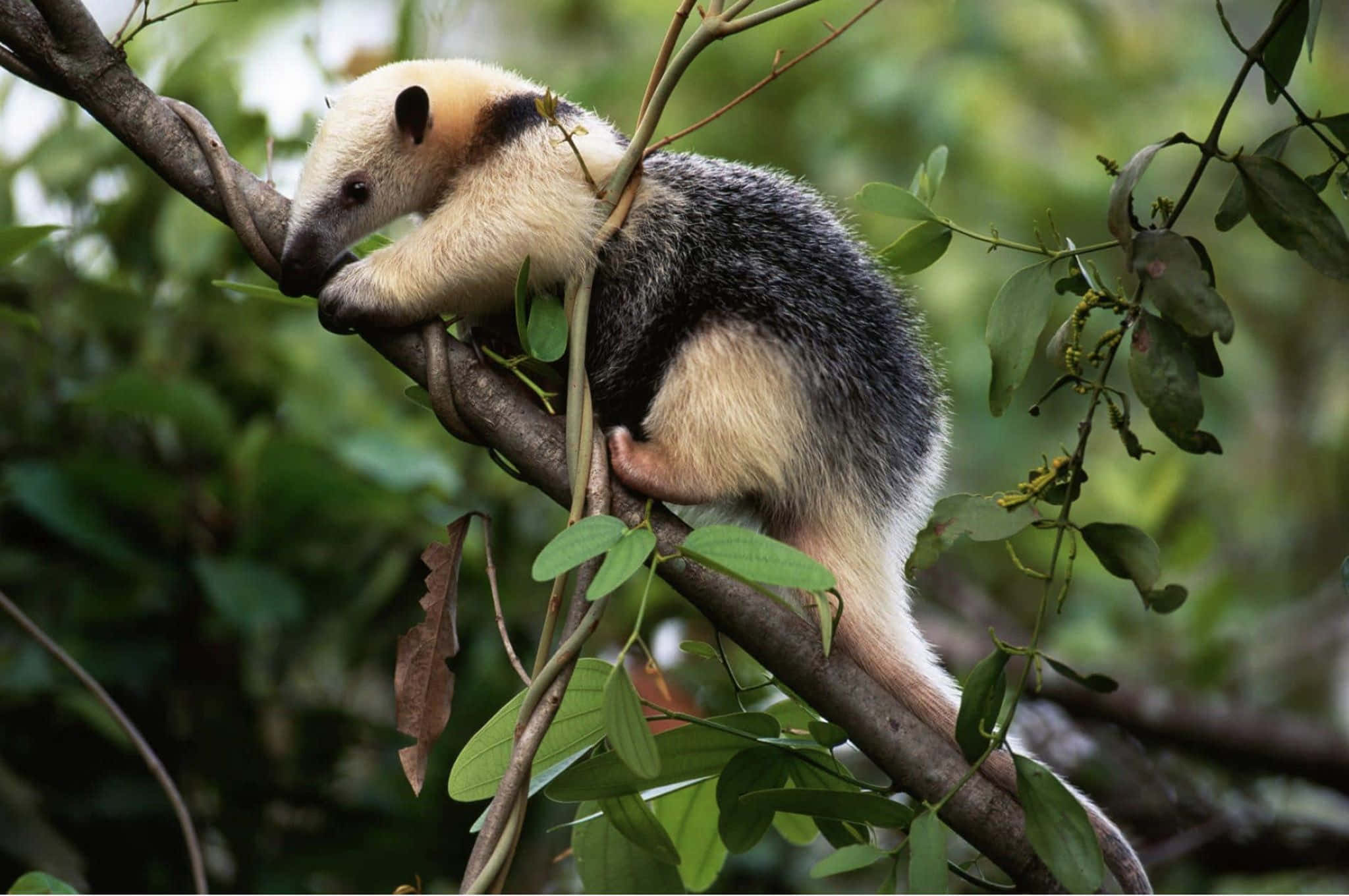 Tamandua, tree branch, lush green foliage, Full HD Desktop Wallpaper