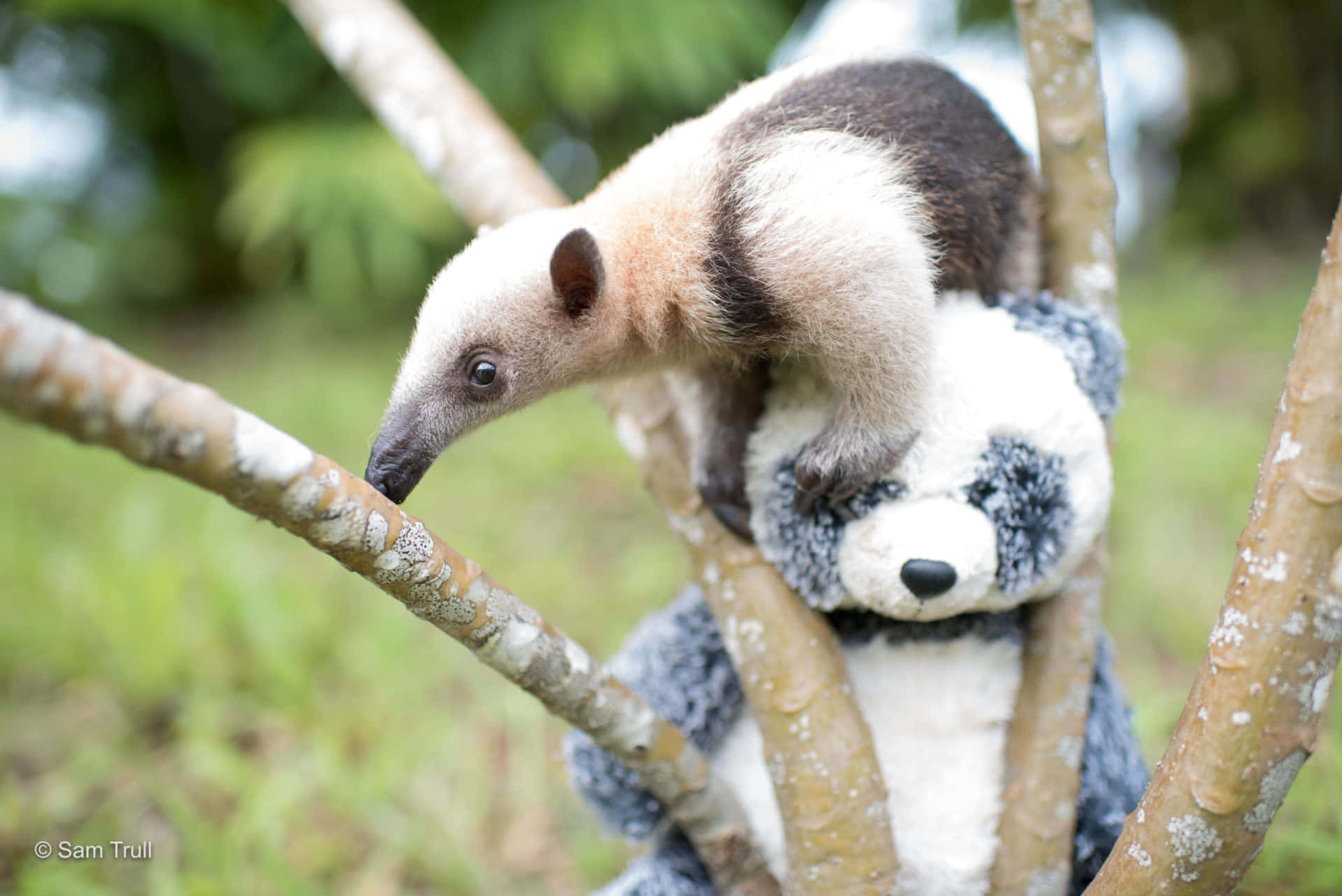 tamandua, tree branch, plush panda bear, Full HD Desktop Wallpaper