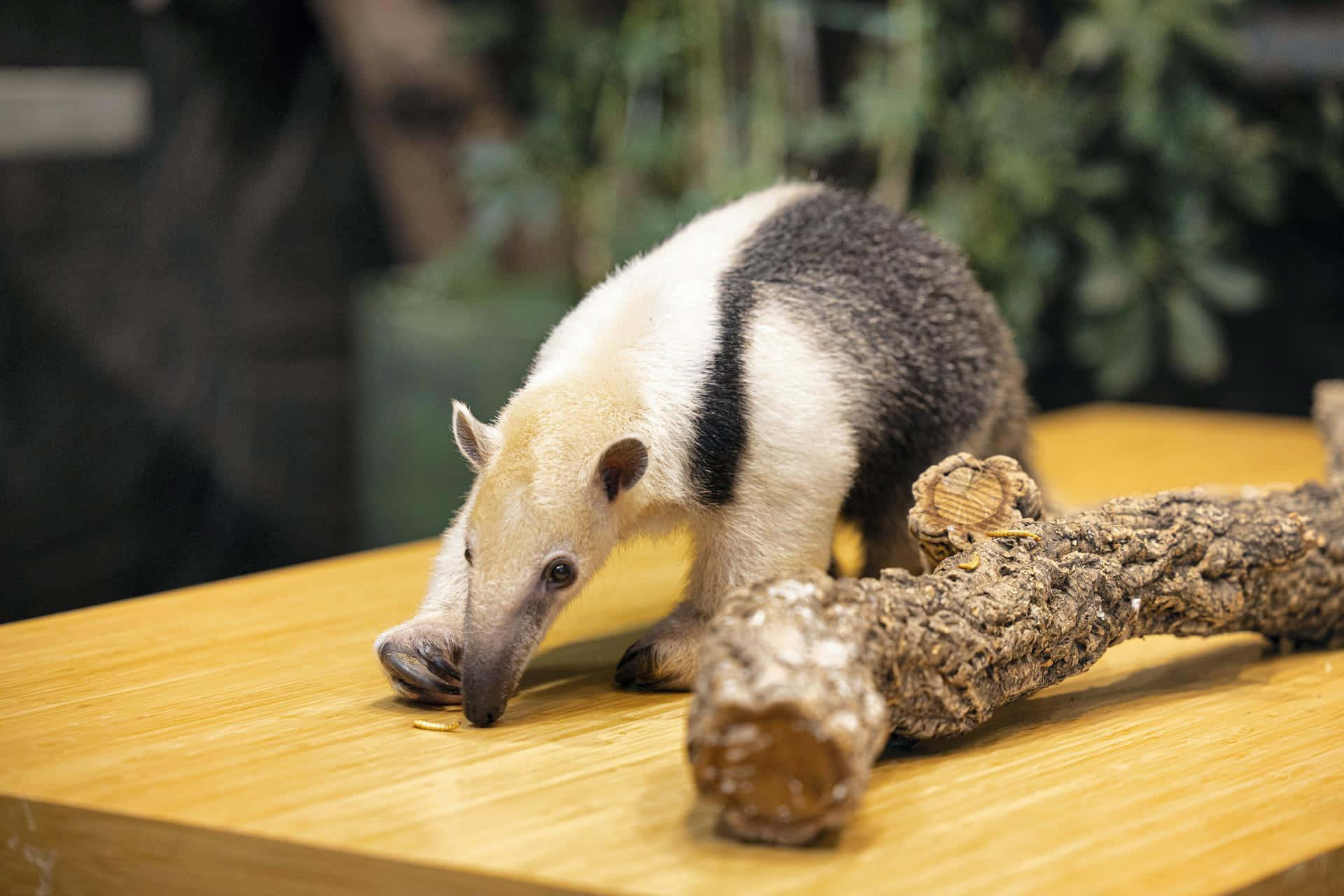 Tamandua, black stripe, wooden surface, Full HD Desktop Wallpaper