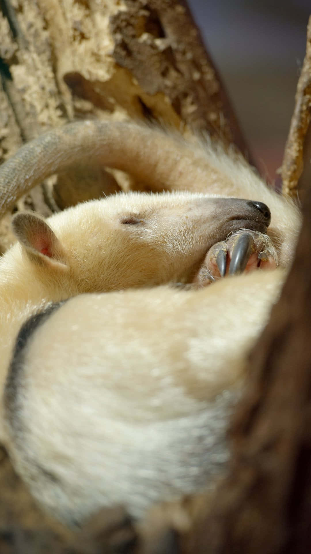 Tamandua, tree hollow, giant anteater, Full HD Phone Wallpaper