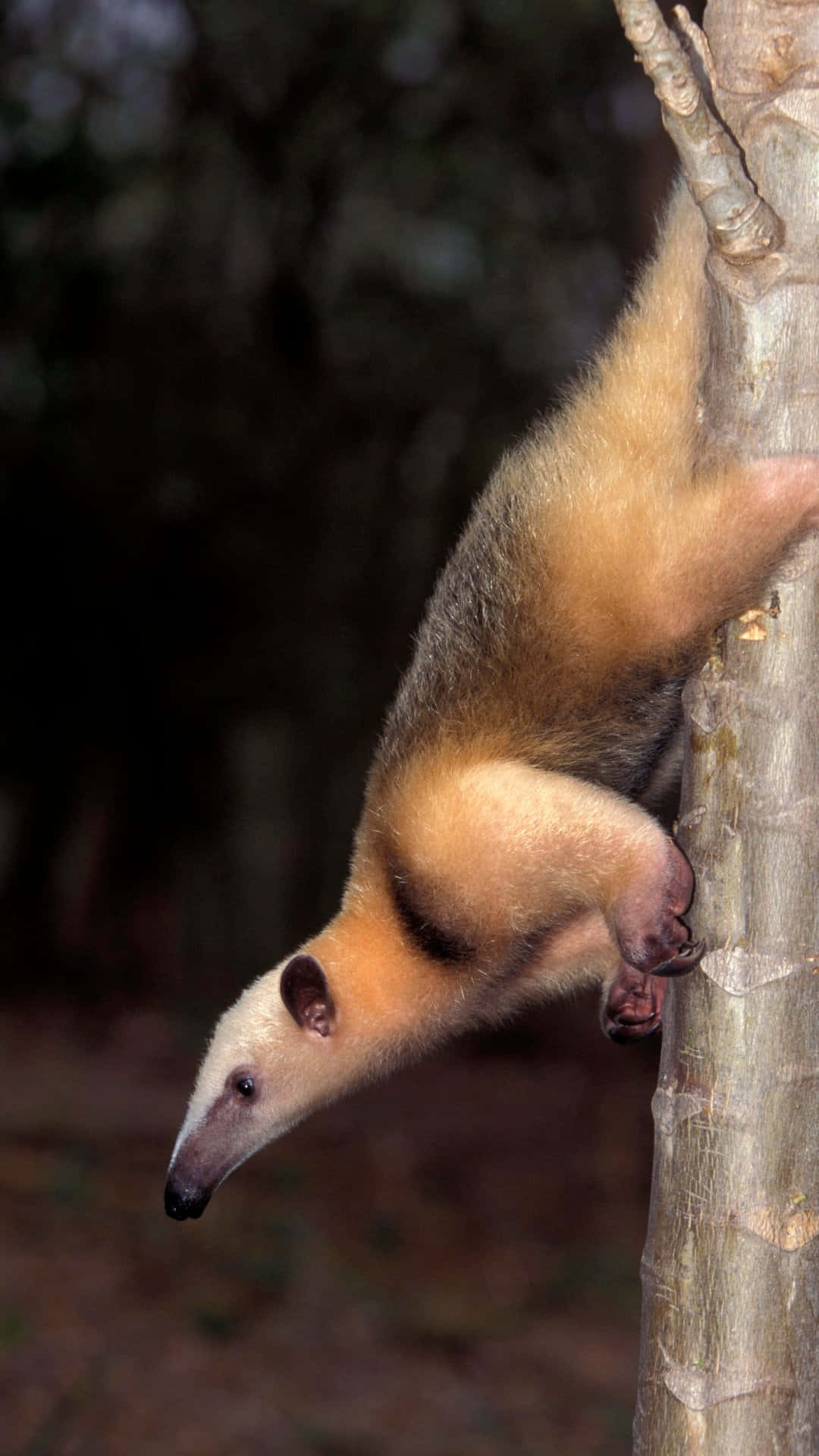 Tamandua, tree trunk, dark forest, Full HD Phone Wallpaper