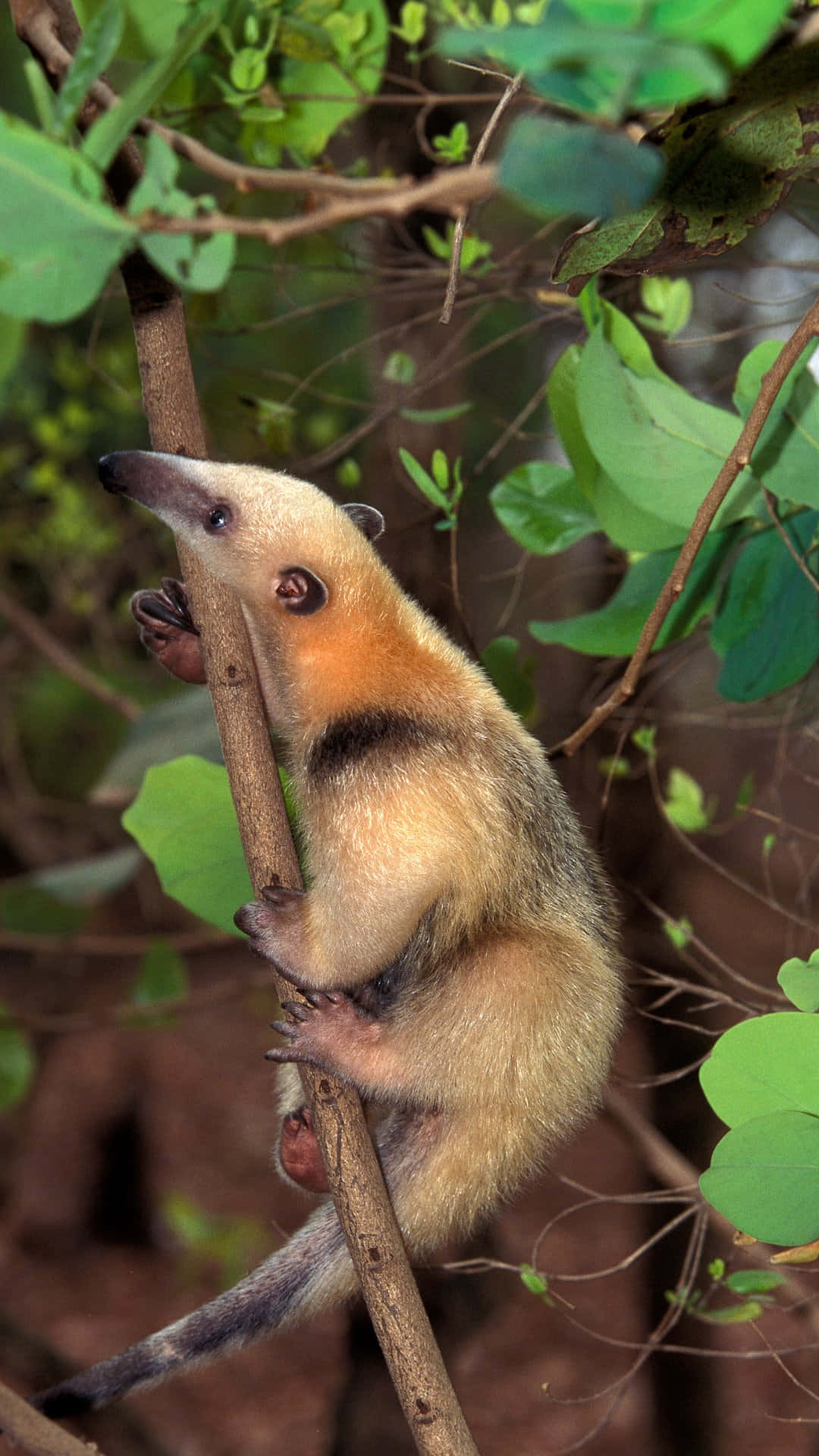 Tamandua, natural habitat, jungle, Full HD Phone Wallpaper