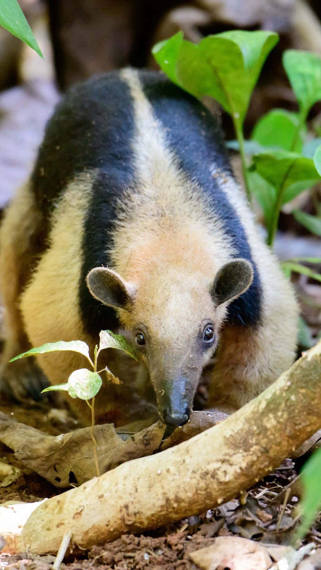 Tamandua, natural habitat, giant anteater, Full HD Phone Wallpaper