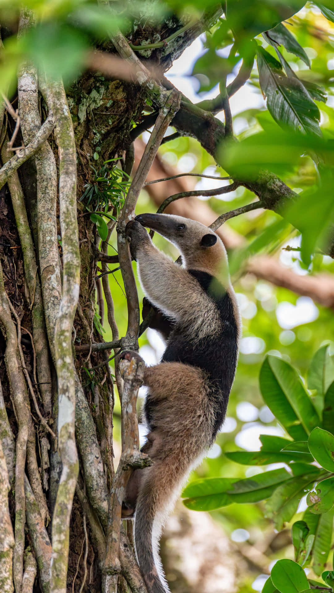 Tamandua, vine-covered tree trunk, lush green jungle, Full HD Phone Wallpaper