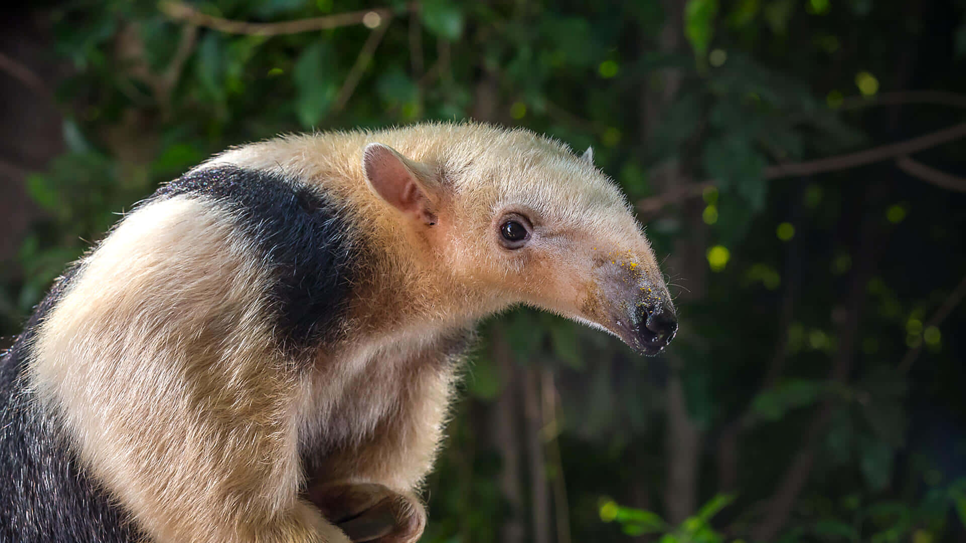 Tamandua, natural habitat, lush green forest, Full HD Desktop Wallpaper