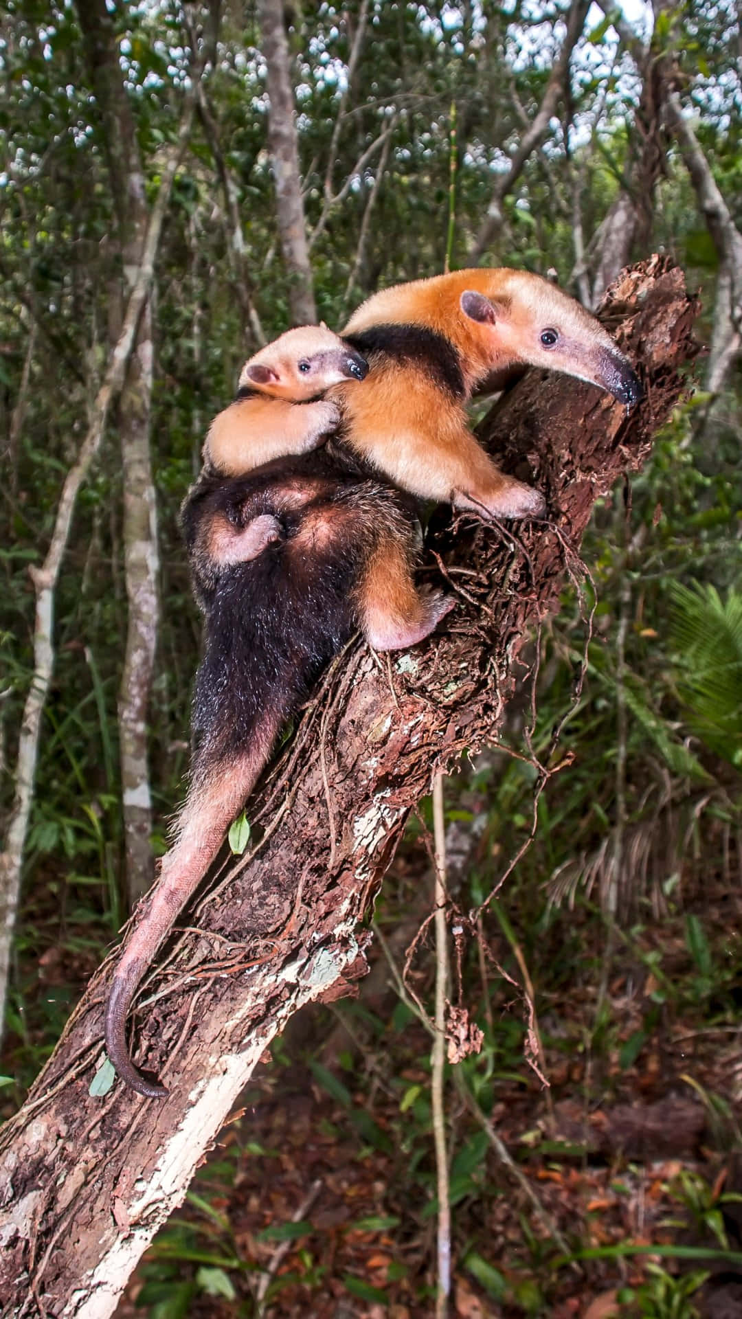 Tamandua, mother giant anteater, baby giant anteater, Full HD Phone Wallpaper