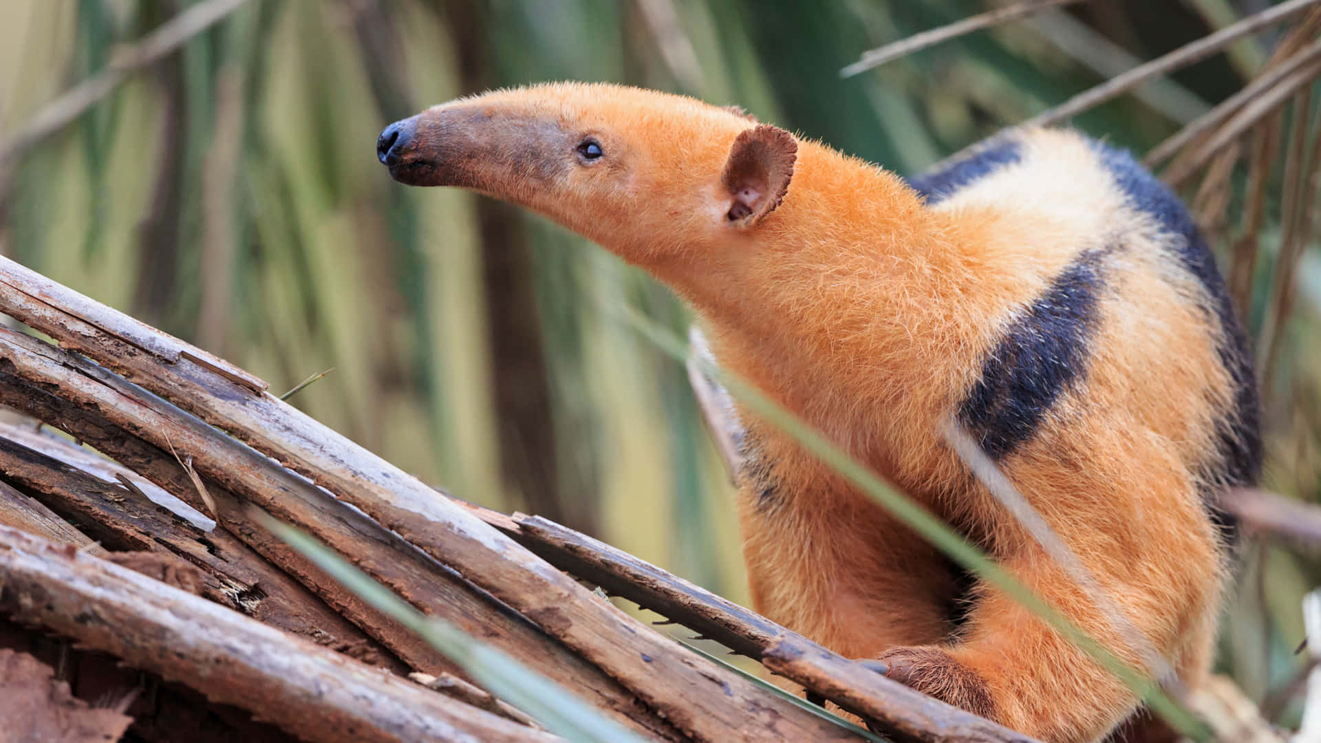 Tamandua, giant anteater, orange fur, Full HD Desktop Wallpaper