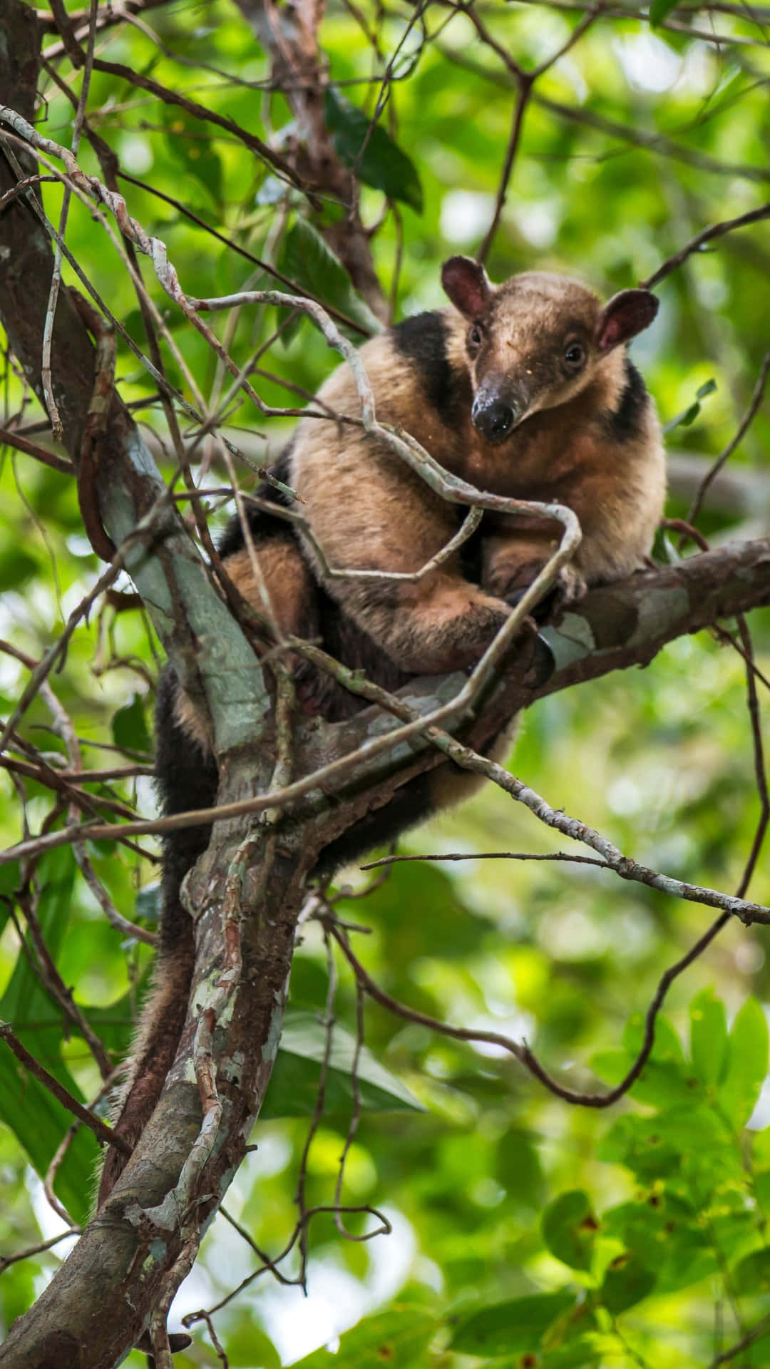 Tamandua, tree branches, sunlit, Full HD Phone Wallpaper