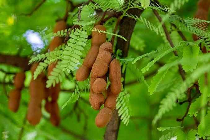 tamarind, tree branch, vibrant green feathery leaves, SD Desktop Wallpaper