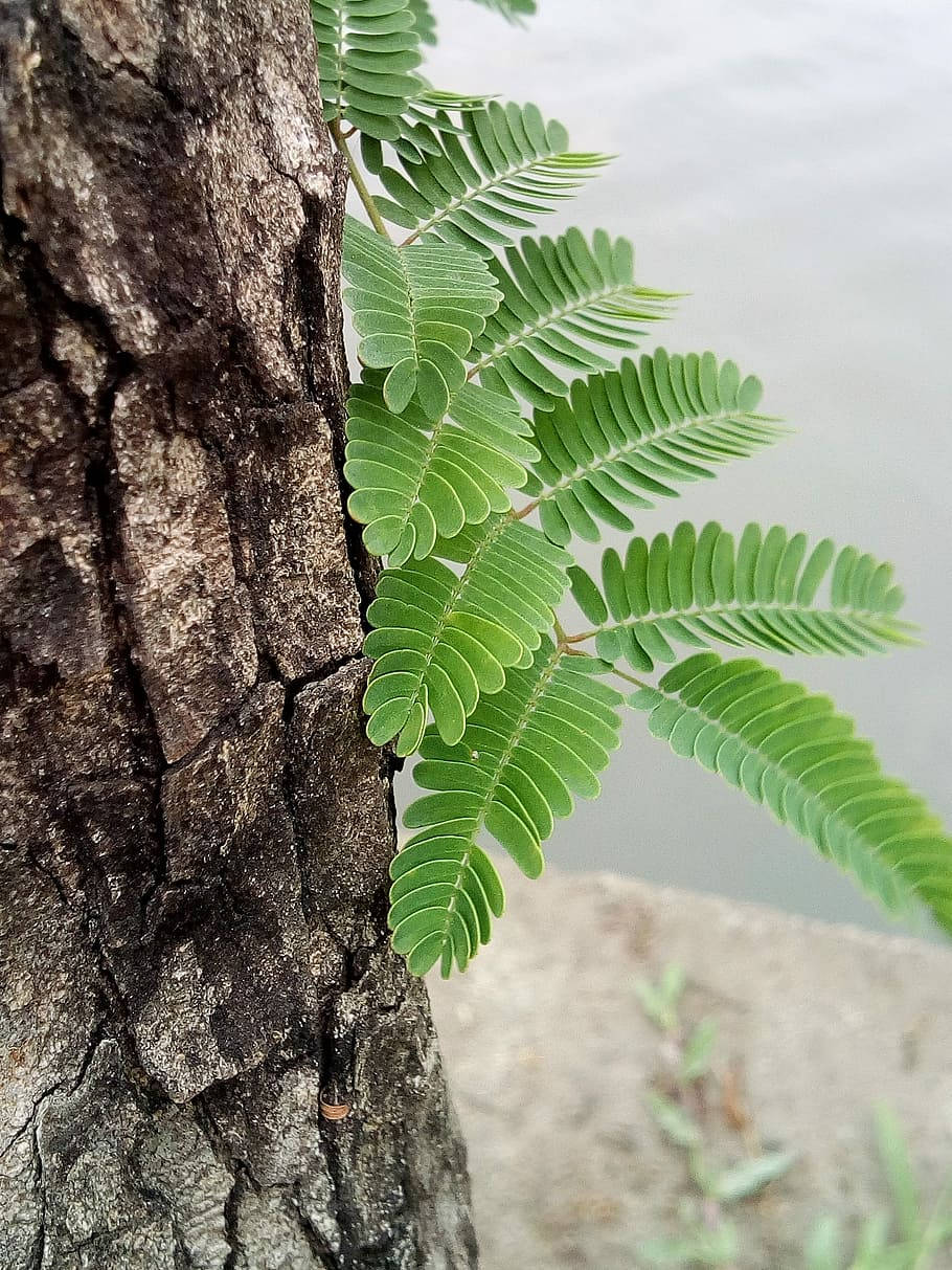 Tamarind Leaves, vibrant green, feathery leaves, SD Phone Wallpaper