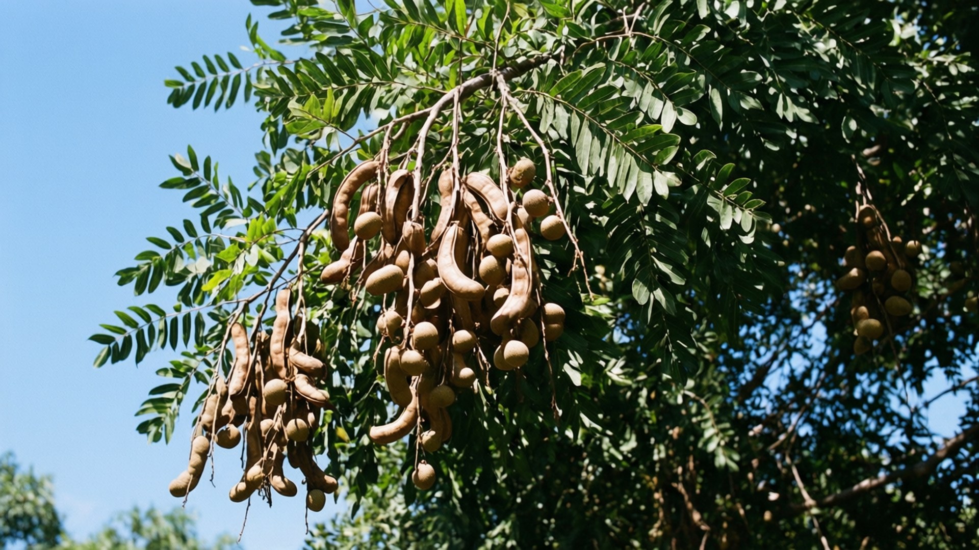 Tamarind Tree, pods, blue sky, Full HD Desktop Wallpaper