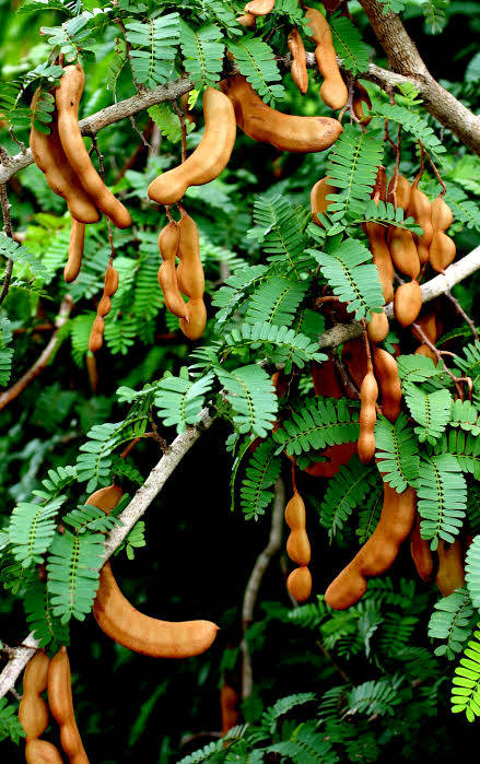 tamarind, tree, green leaves, SD Phone Wallpaper