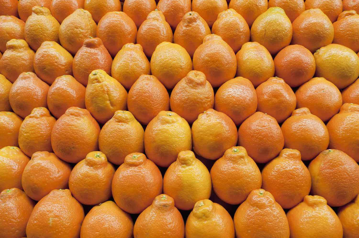 tangelo fruits, vibrant orange, textured peels, HD Desktop Wallpaper