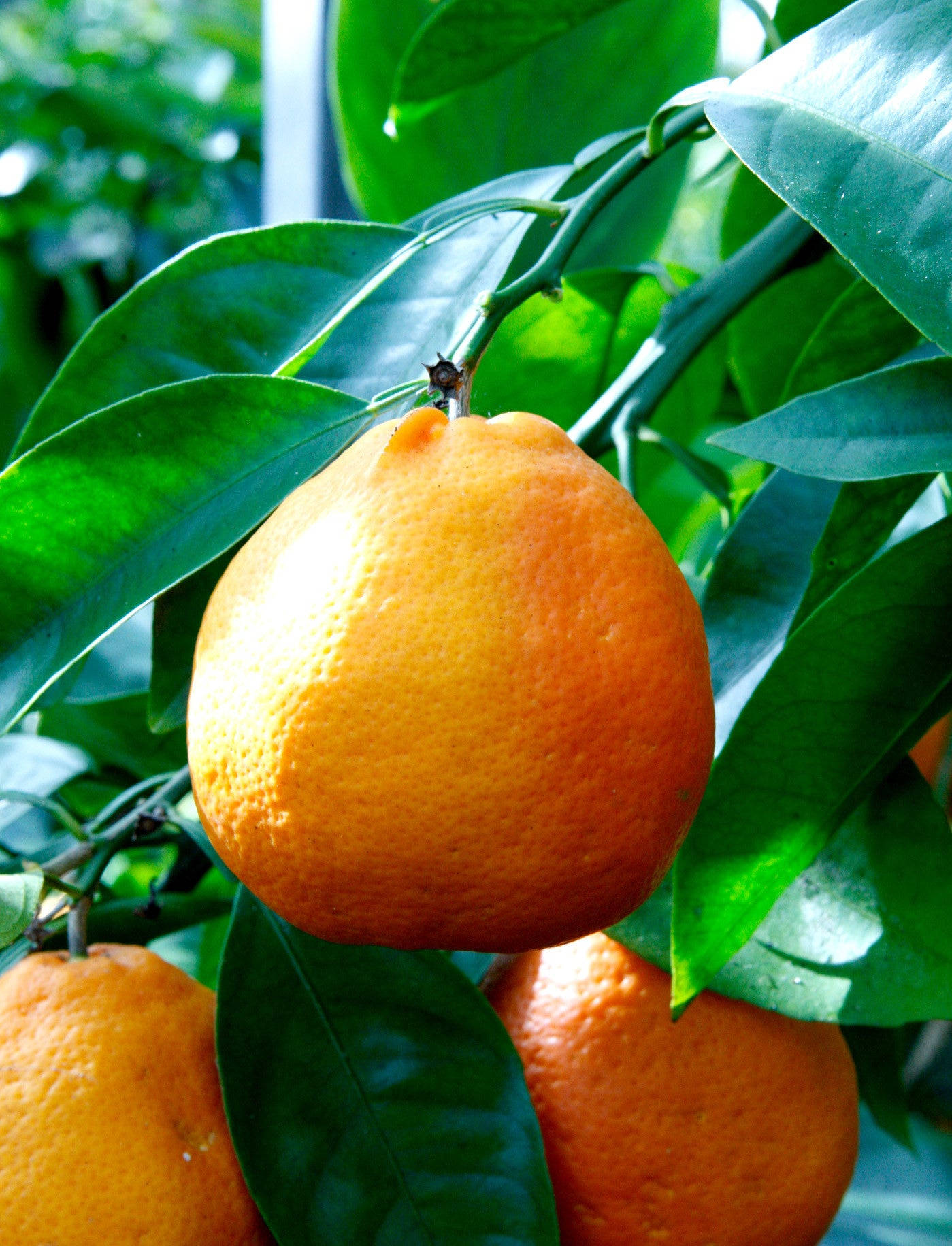 Tangelo, citrus tree, bright sunlight, HD Phone Wallpaper