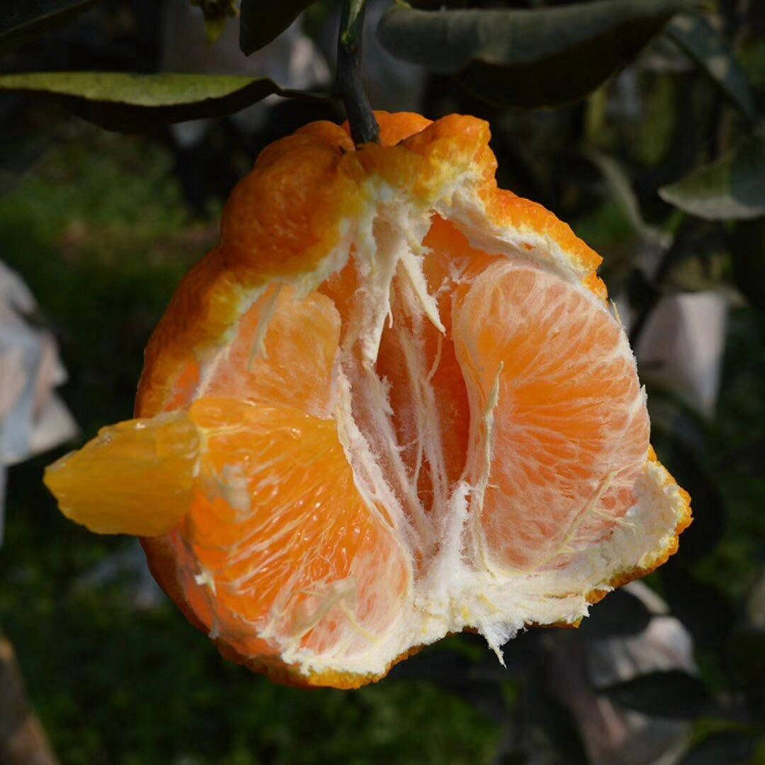 tangelo, orange citrus fruit, tree branch, SD Desktop Wallpaper