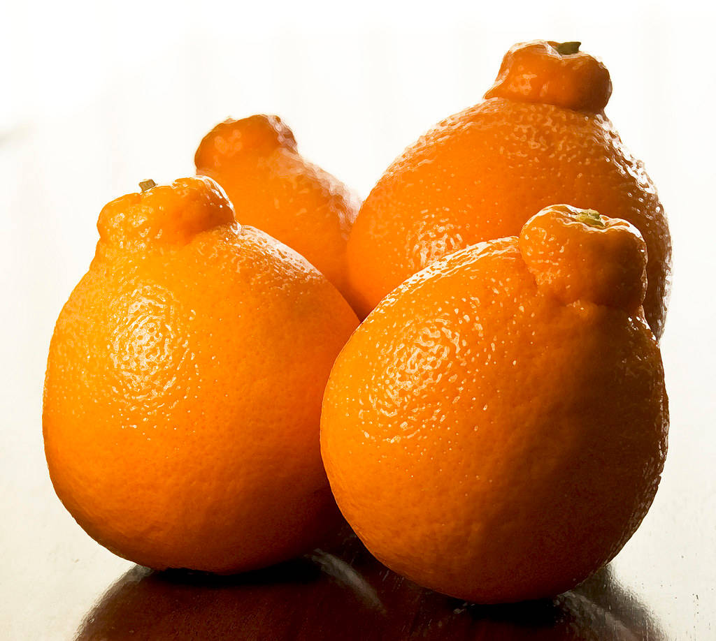 four tangelo fruits, vibrant orange citrus fruits, textured rinds, SD Desktop Wallpaper