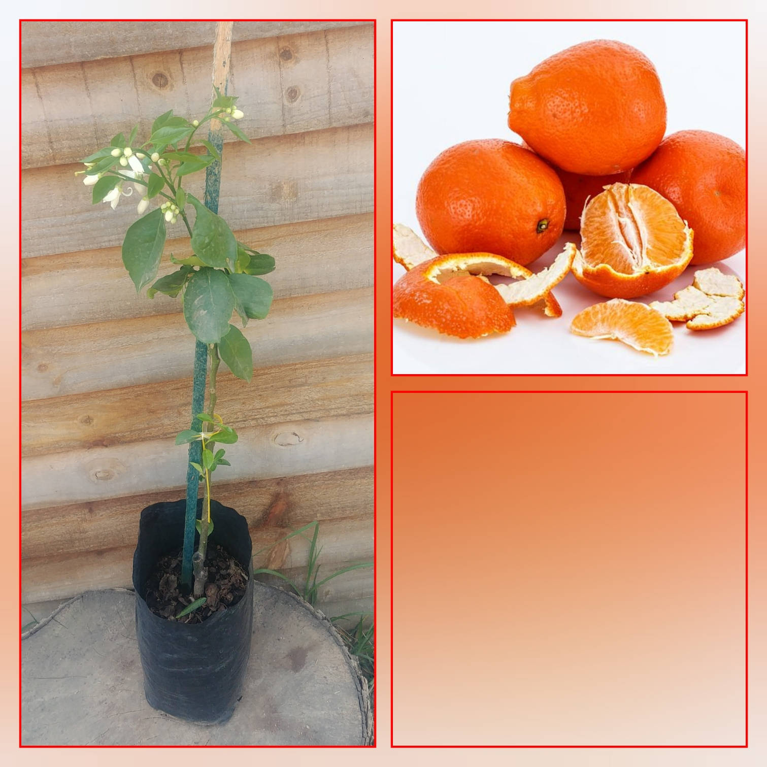 orange tangelo, potted citrus tree, white blossoms, HD Desktop Wallpaper