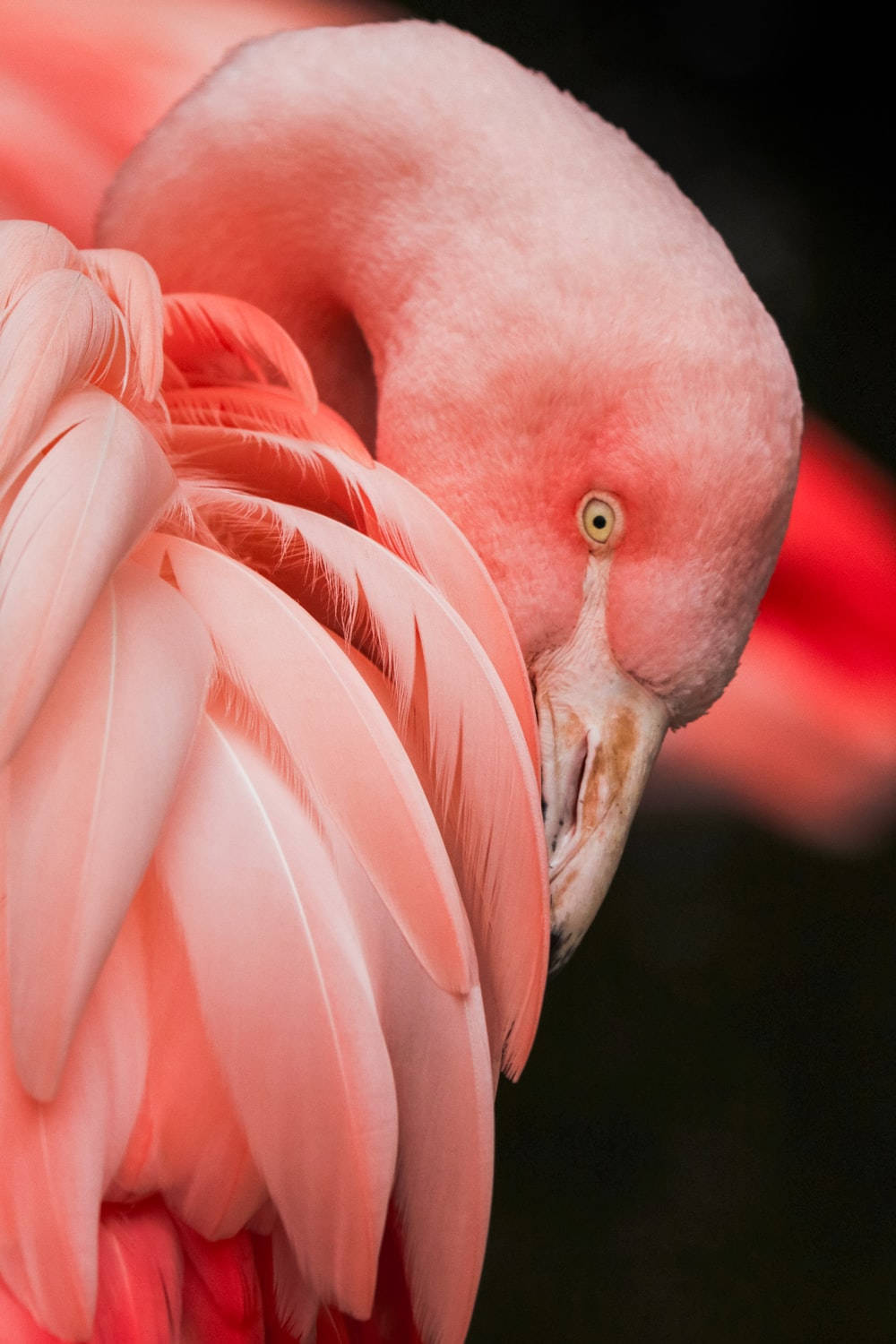 pink flamingo, Tanzania, soft feathers, HD Phone Wallpaper