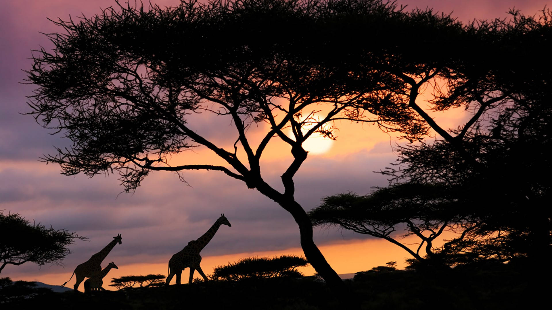 Tanzania, safari, sunset, Full HD Desktop Wallpaper