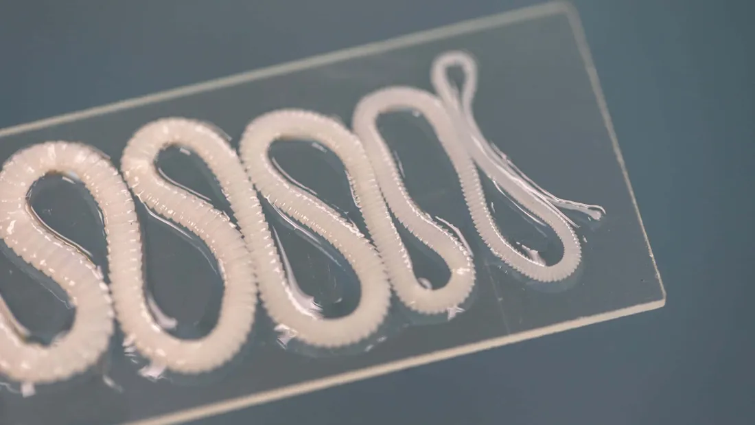 Tapeworm