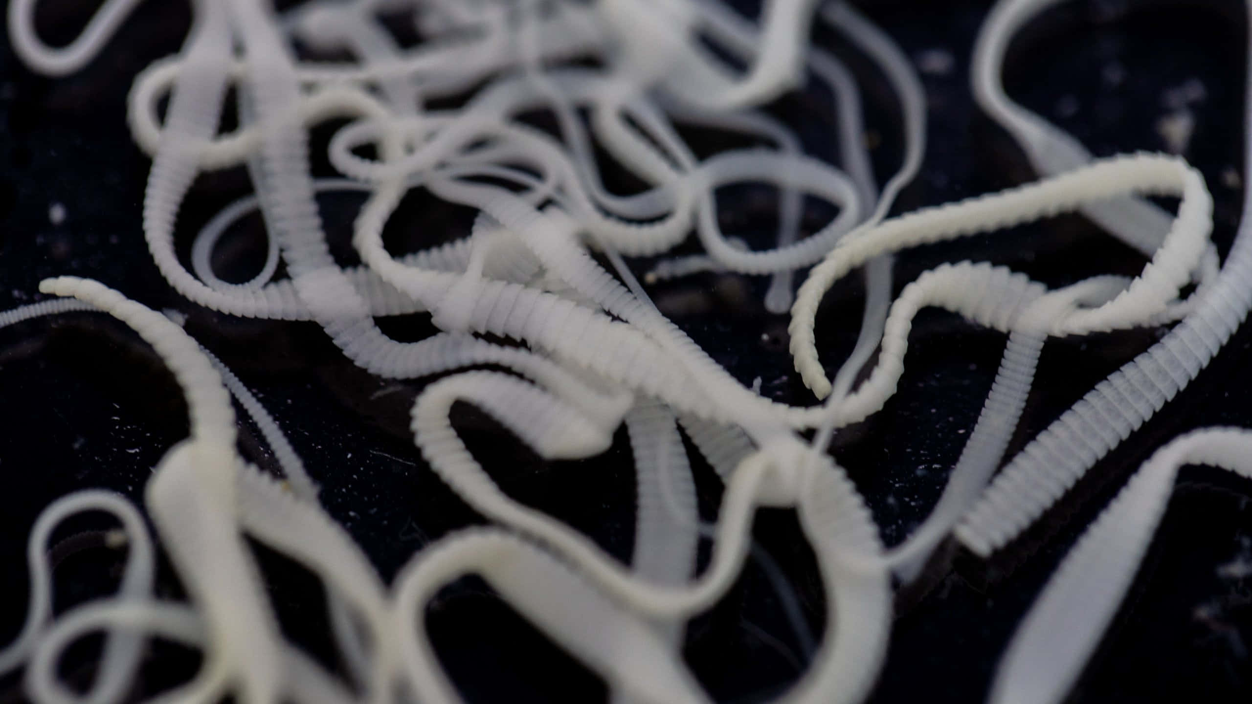 Tapeworm, white ribbed plastic worms, dark textured surface, 2K Desktop Wallpaper