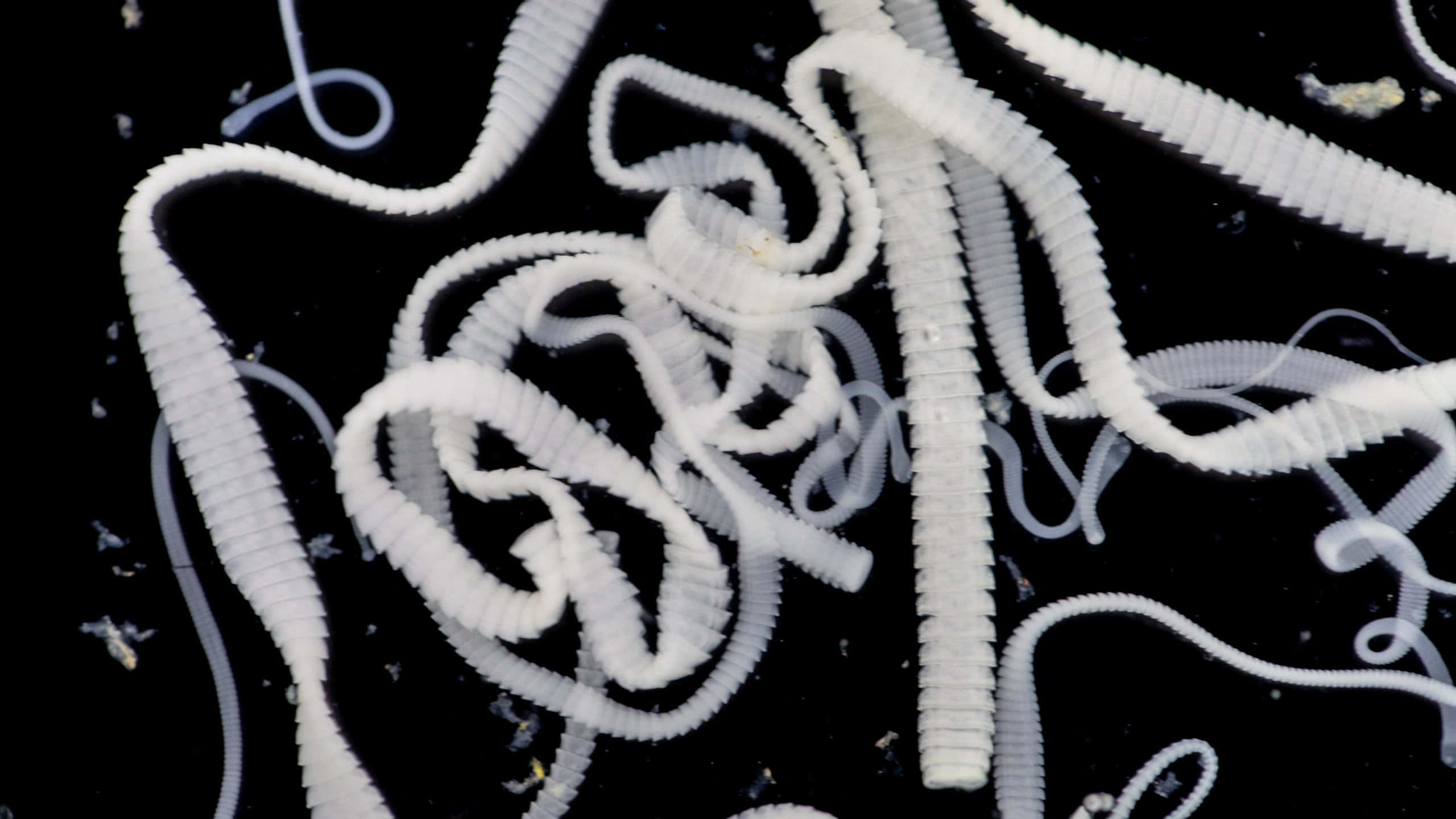 Tapeworm, white segmented worm-like organisms, ridged bodies, 2K Desktop Wallpaper