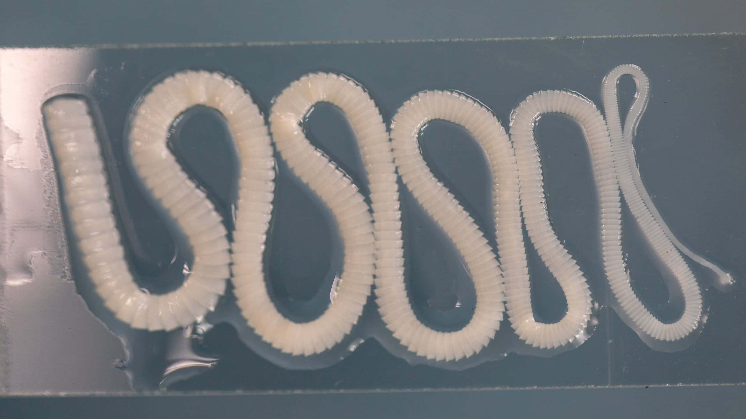 Tapeworm, translucent white, coiled worm-like object, 2K Desktop Wallpaper