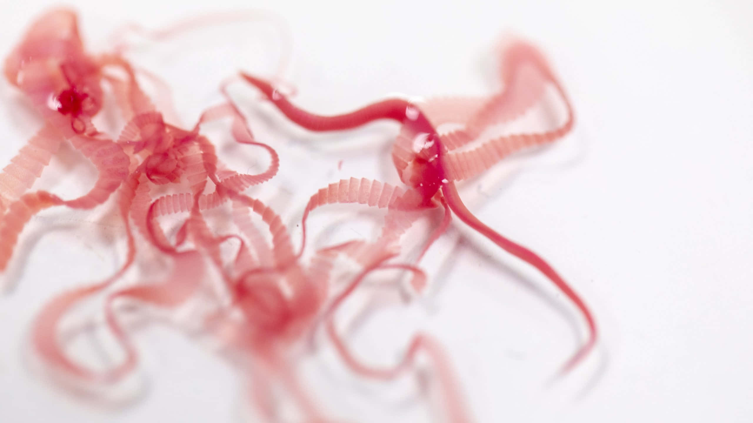 Tapeworm, translucent pink worm-like strands, ridged textures, 2K Desktop Wallpaper