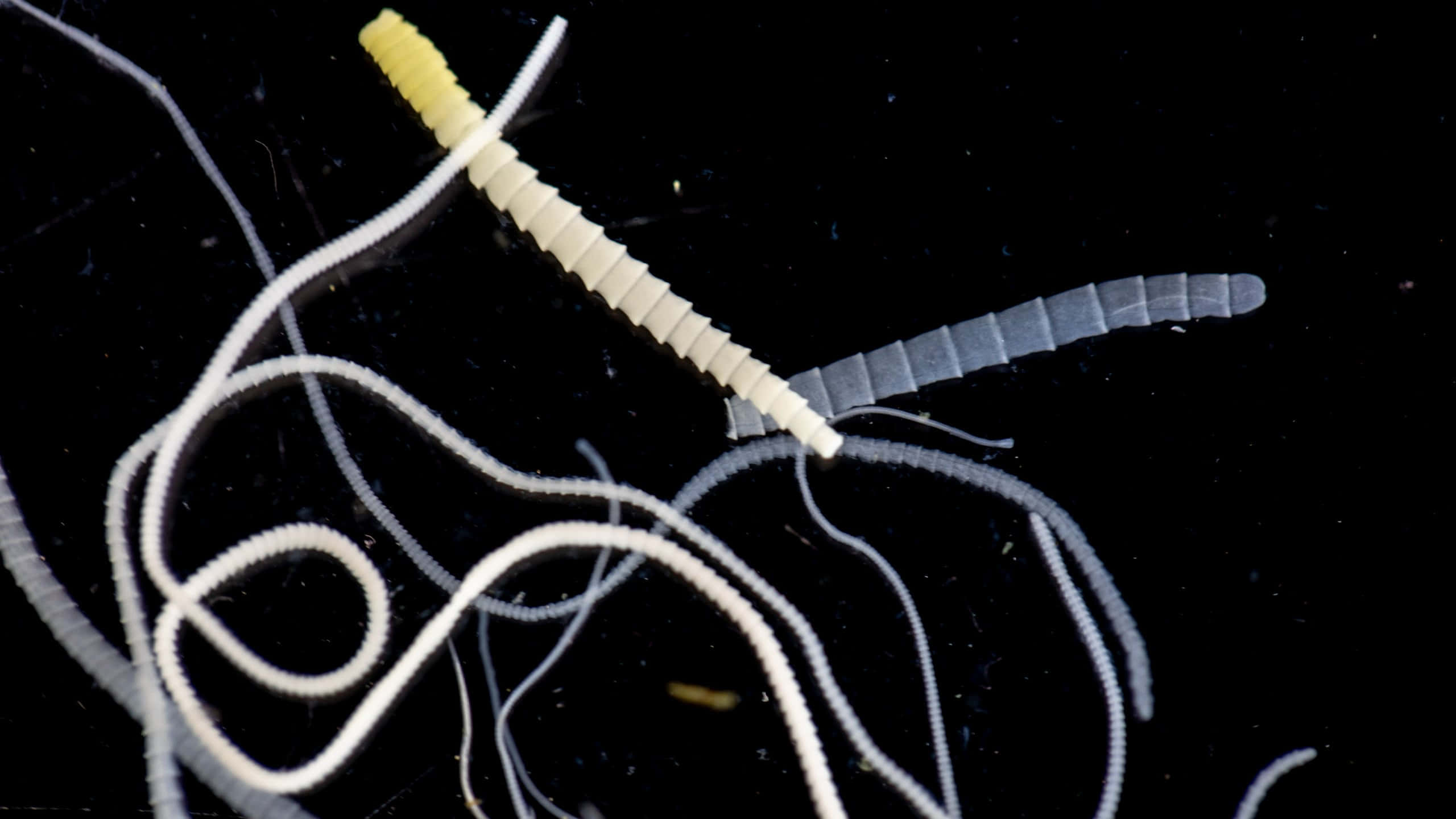 Tapeworm, translucent segmented worms, yellow head, 2K Desktop Wallpaper