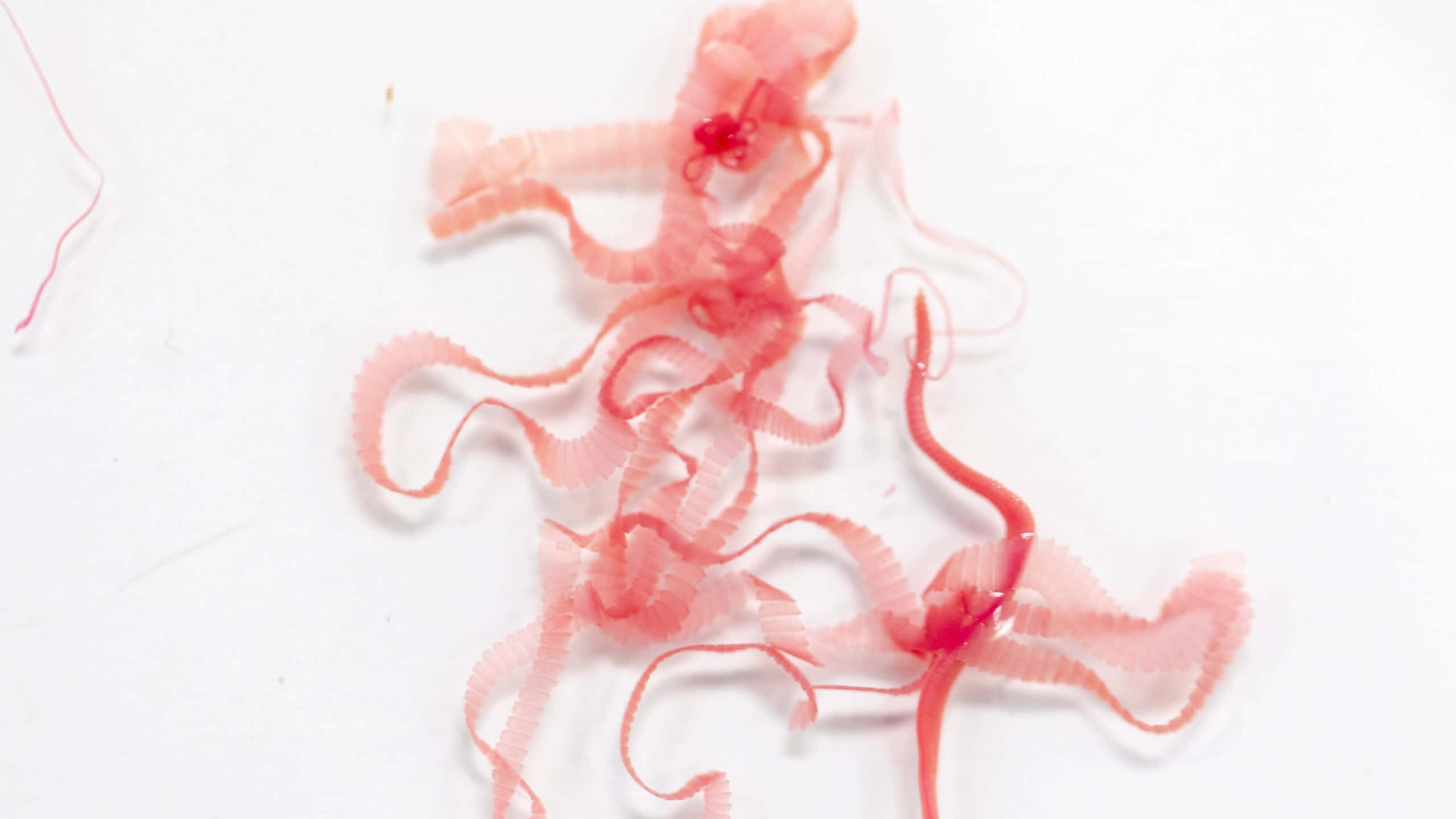 Tapeworm, pink, translucent, 2K Desktop Wallpaper