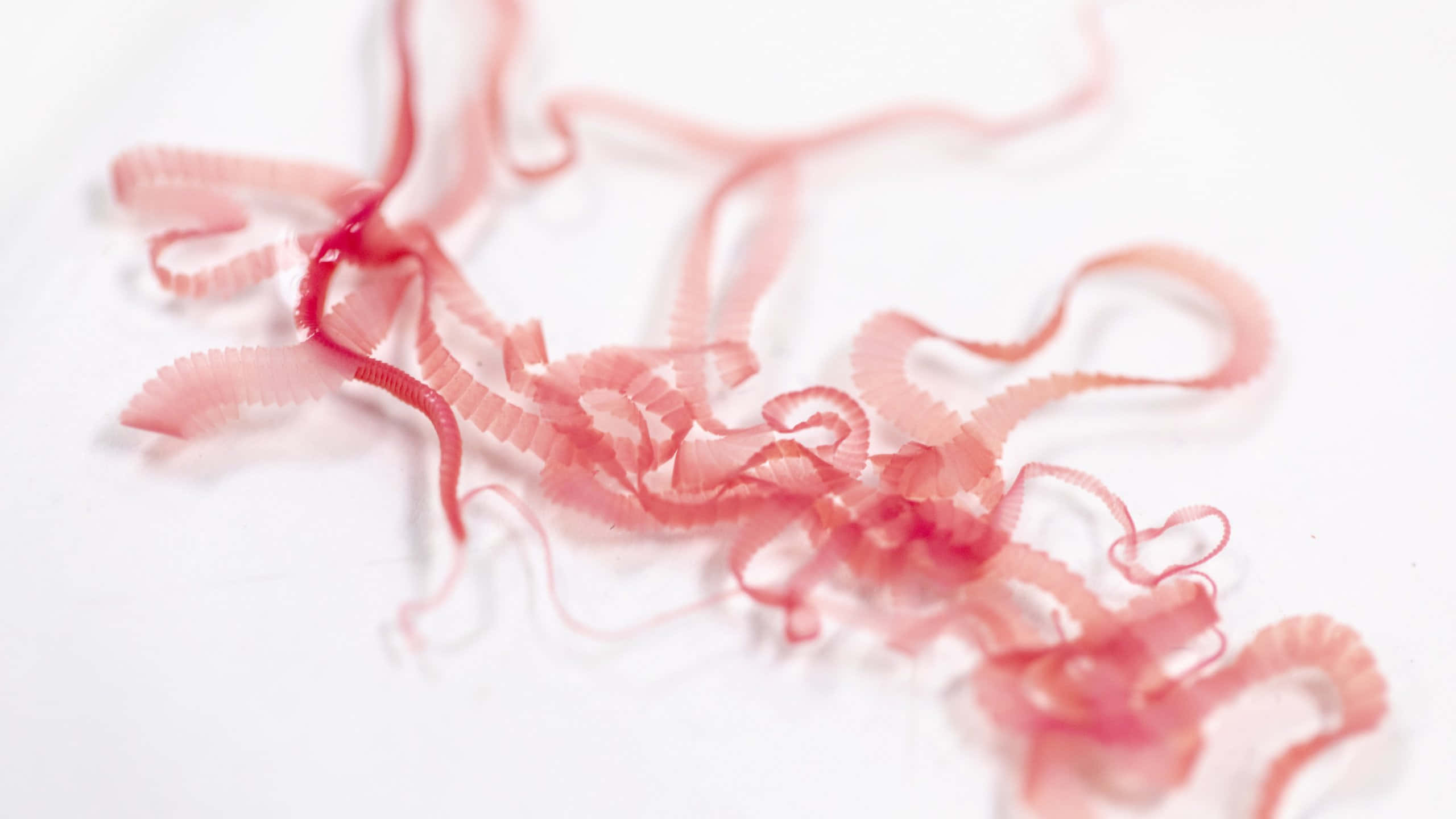 Tapeworm, pink translucent ribbons, serrated edges, 2K Desktop Wallpaper