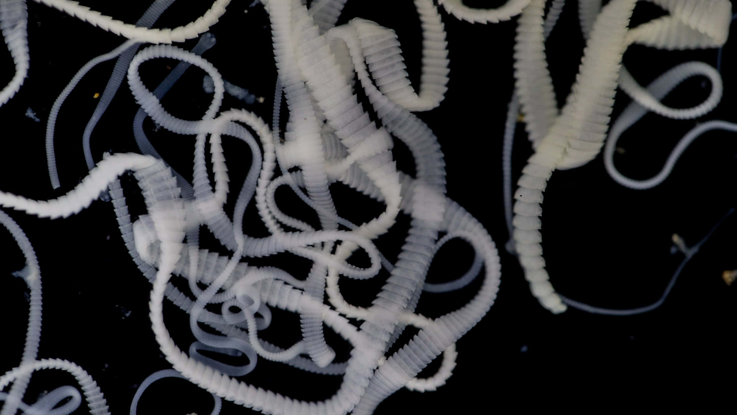 Tapeworm, white ribbed plastic tubes, stark black background, 2K Desktop Wallpaper