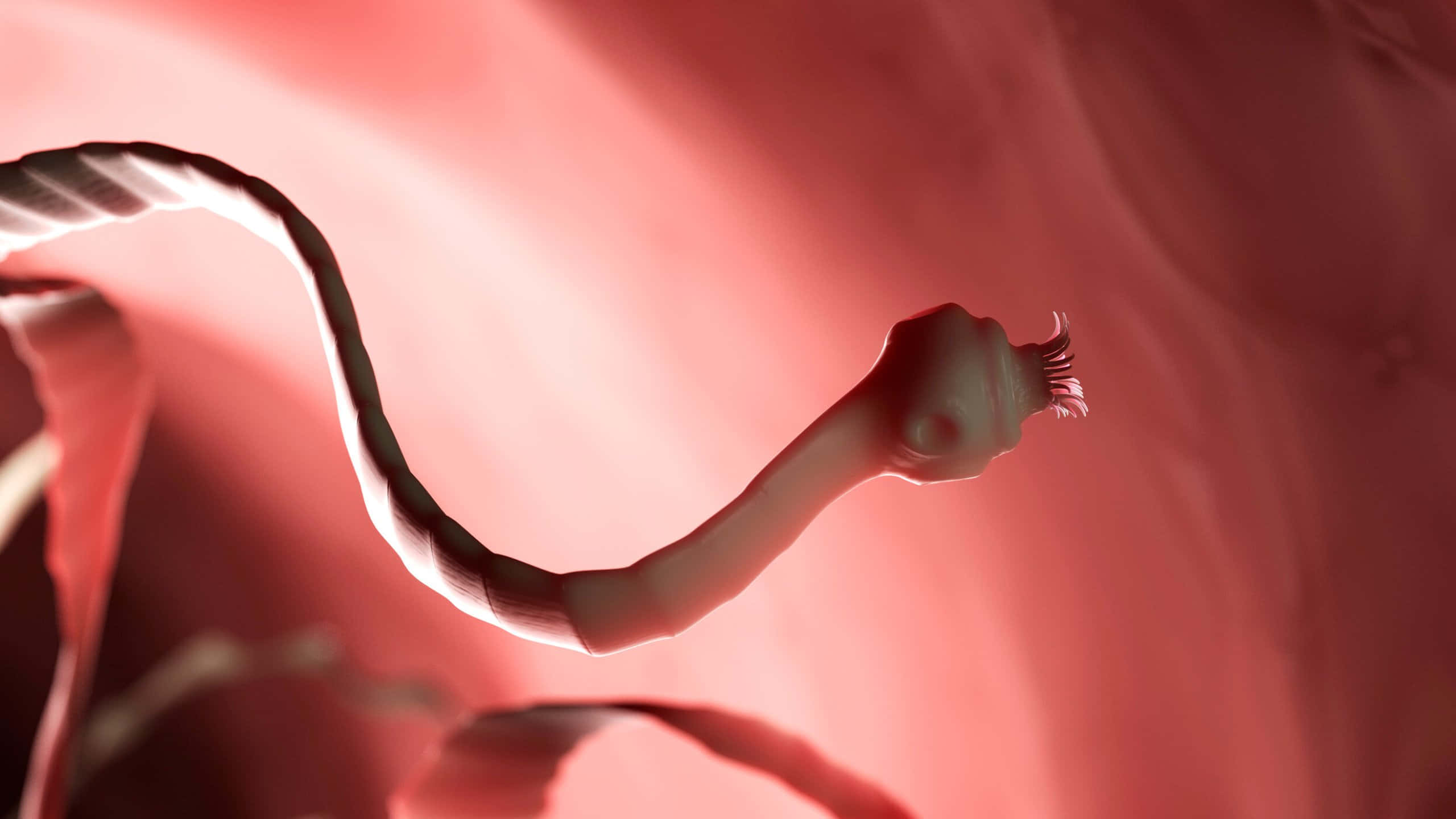 abstract tapeworm illustration, medical endoscope, flexible tube, 2K Desktop Wallpaper