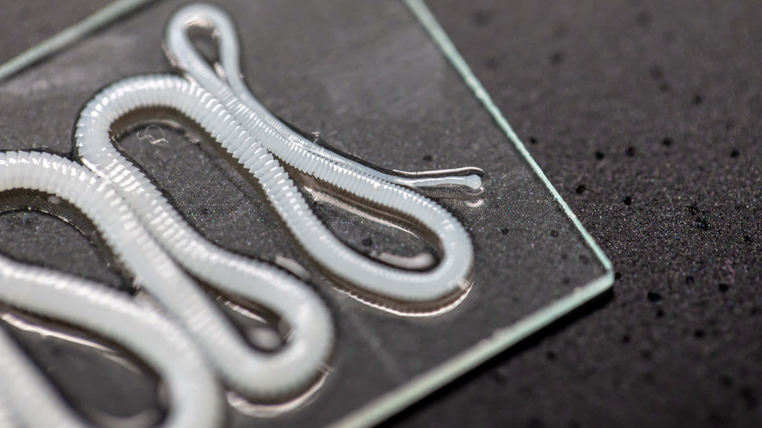 Tapeworm, specimenson, transparent glass plate, 2K Desktop Wallpaper