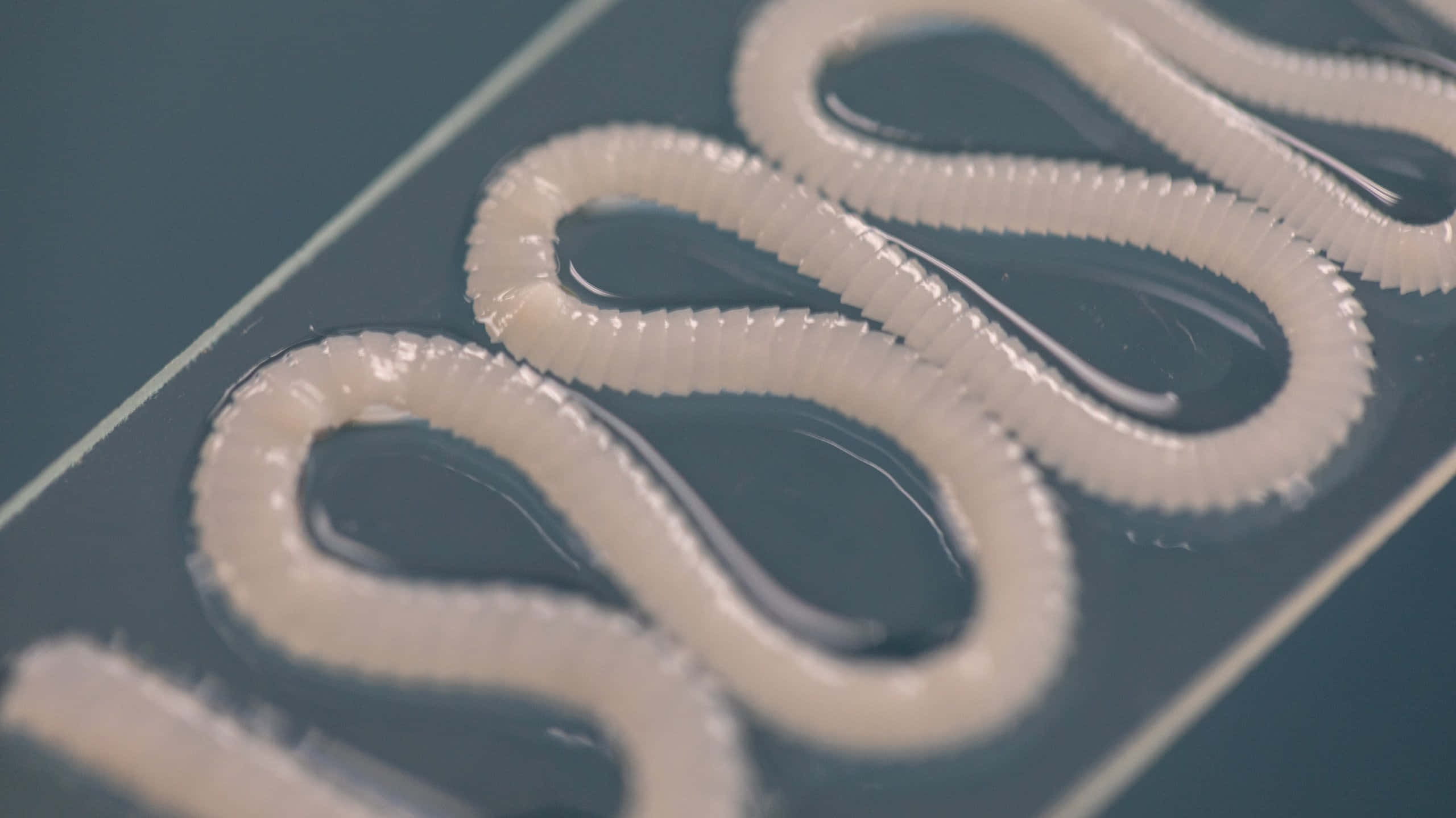 Tapeworm, specimenson, translucent white, 2K Desktop Wallpaper