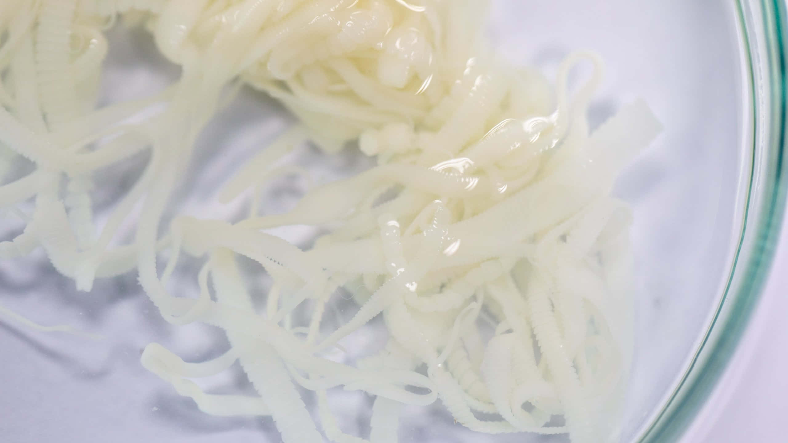 Tapeworm, pale yellow, shredded cheese strands, 2K Desktop Wallpaper