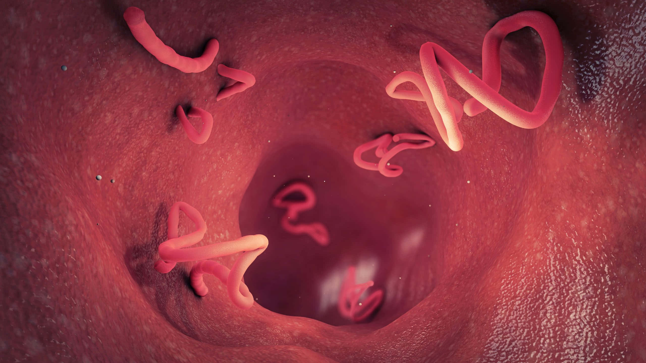 intestinal tapeworms infection, pink spiral bacteria, textured reddish biological tube, 2K Desktop Wallpaper