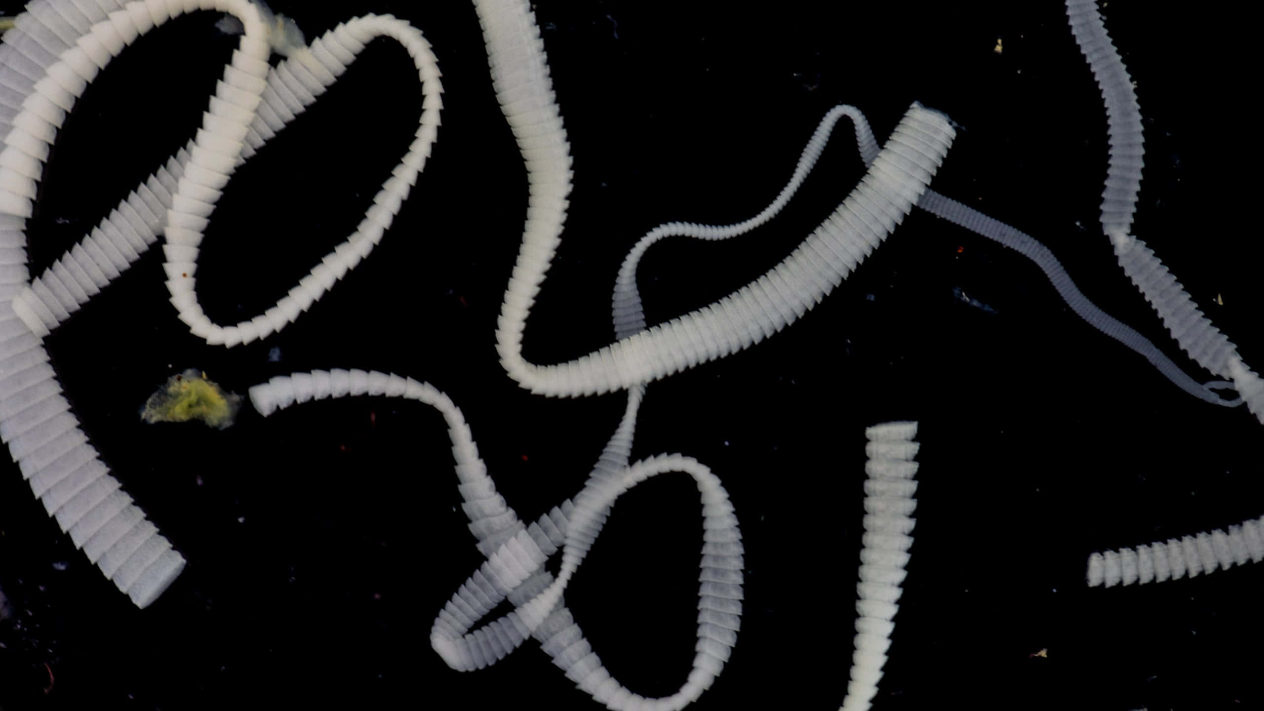 Tapeworm, white, segmented, 2K Desktop Wallpaper