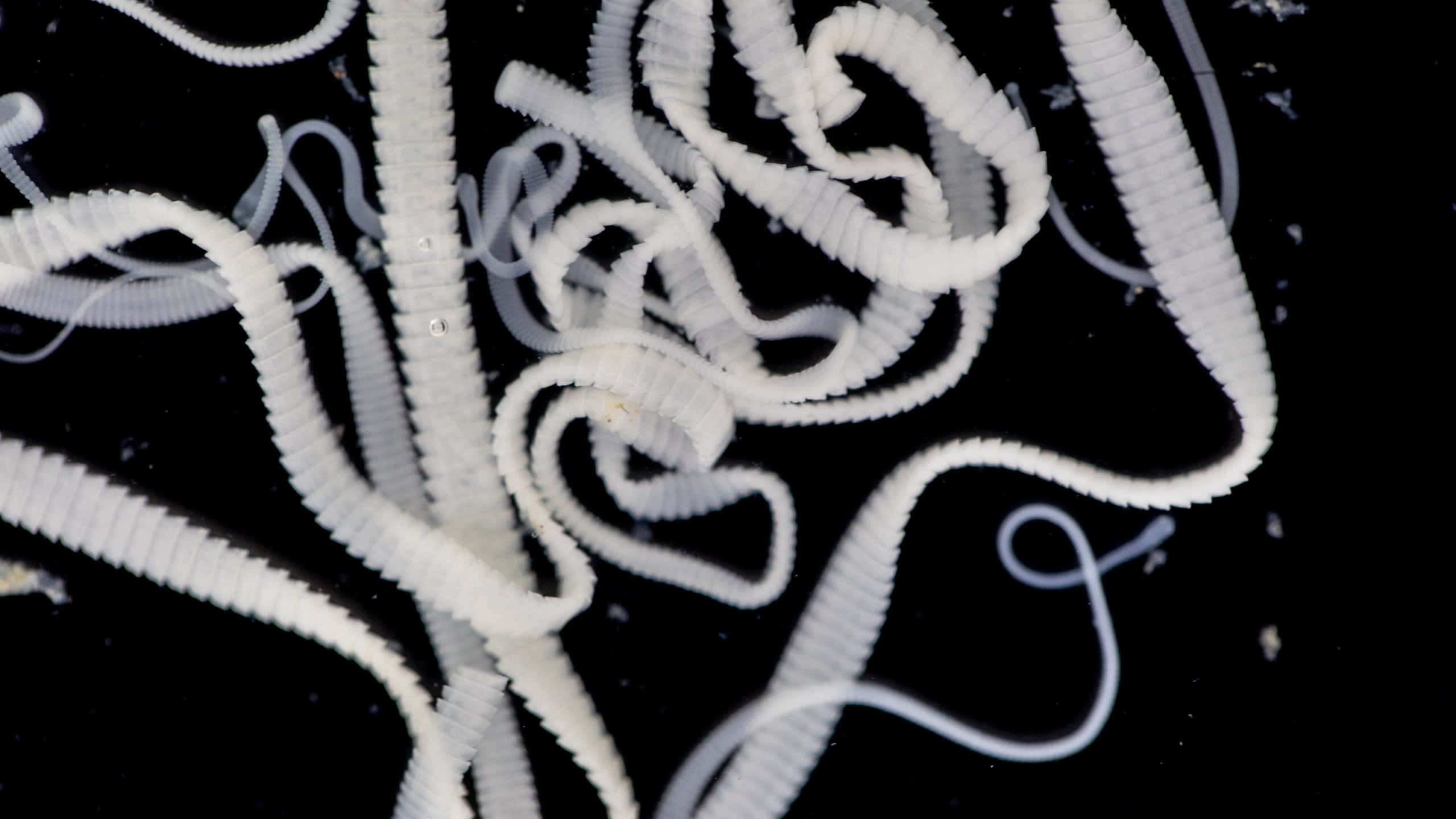 Tapeworm, white segmented worm-like organisms, ridged bodies, 2K Desktop Wallpaper