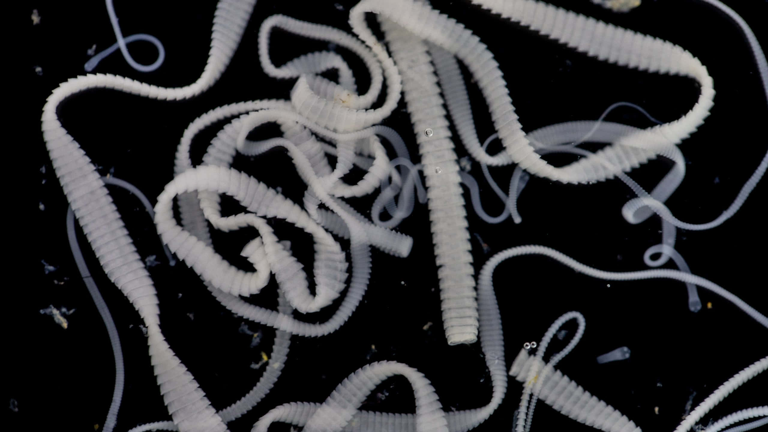 Tapeworm, white segmented worms, ridged bodies, 2K Desktop Wallpaper