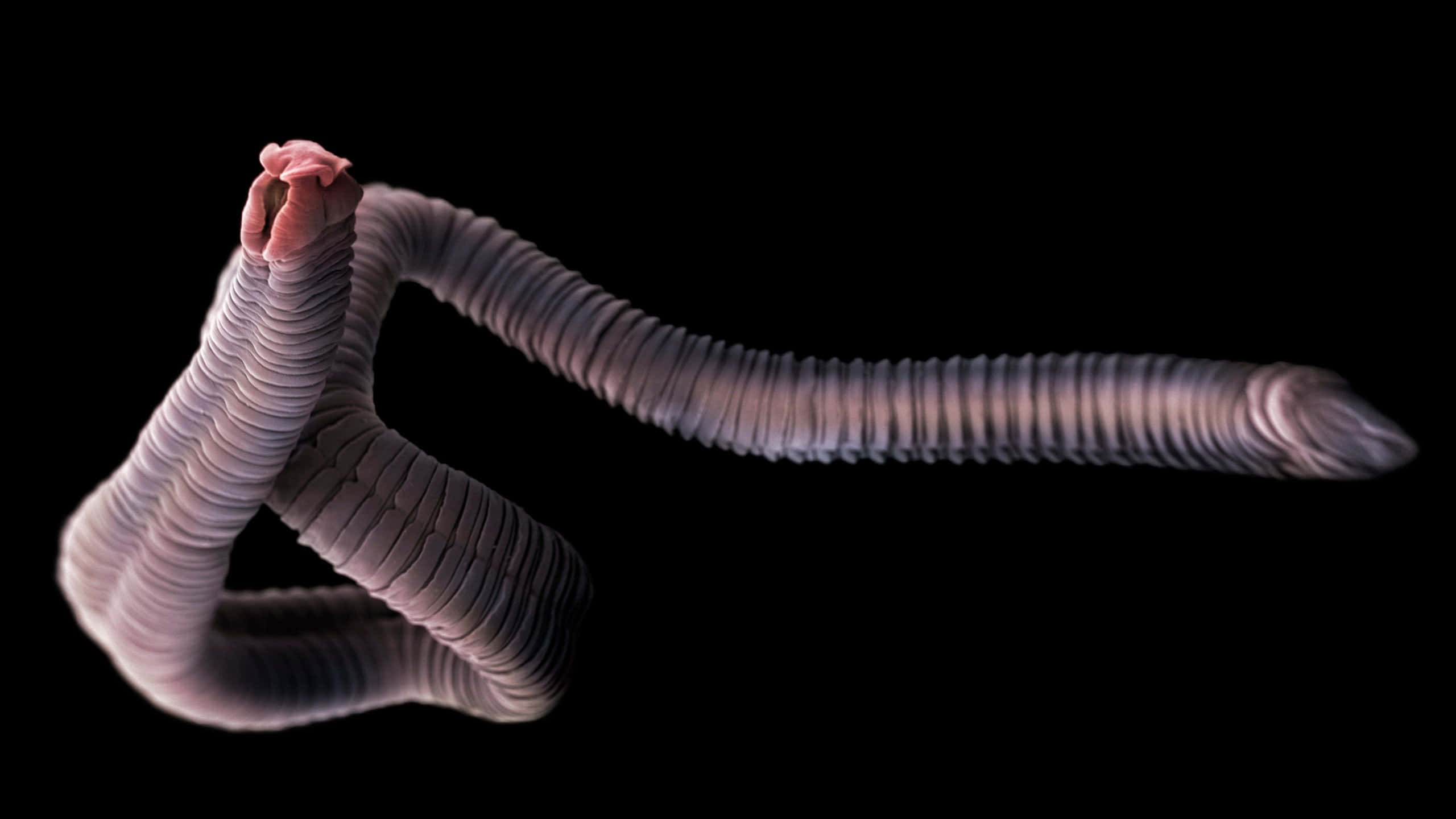 Tapeworm, black background, pale segmented worm, 2K Desktop Wallpaper