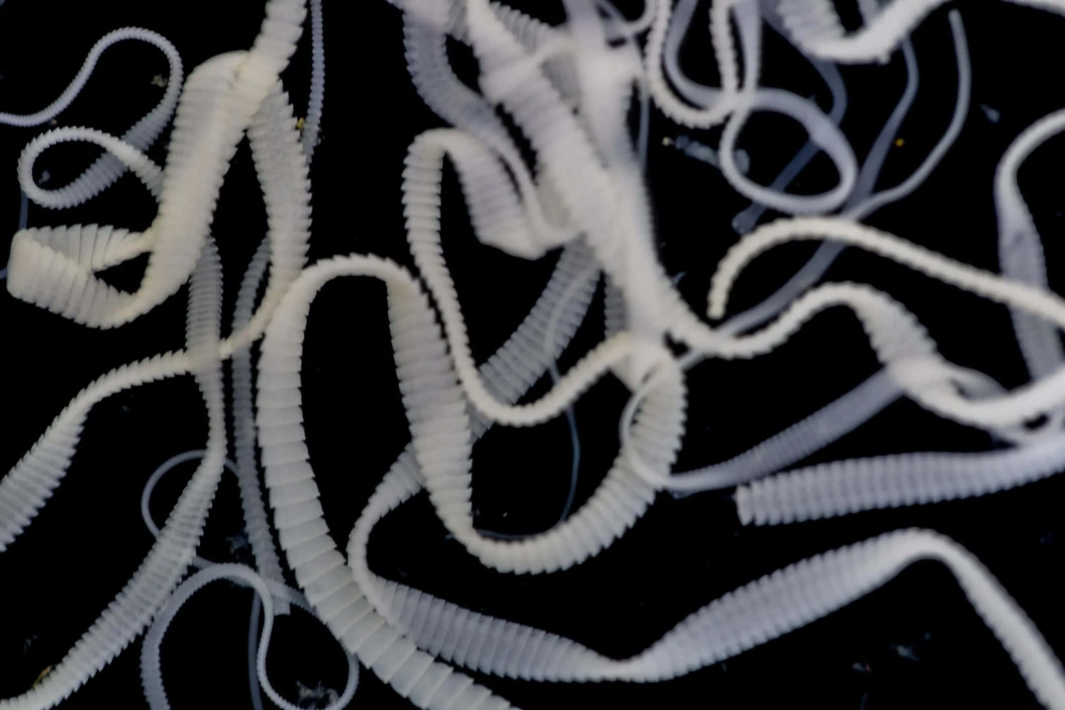 Tapeworm, white ribbed plastic strands, stark black background, Full HD Desktop Wallpaper