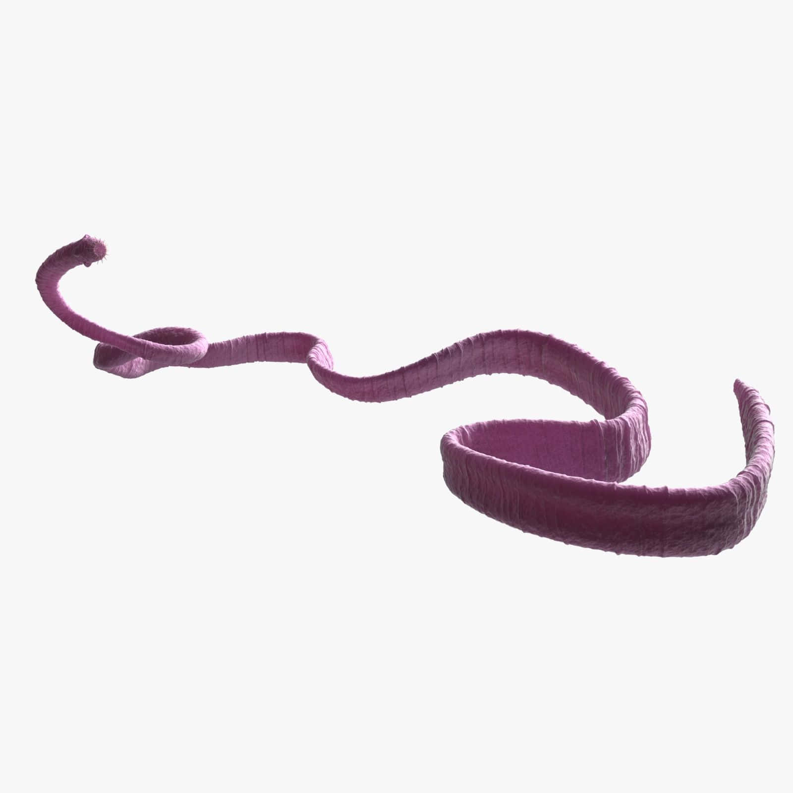 Tapeworm, purple, ribbon, HD Desktop Wallpaper