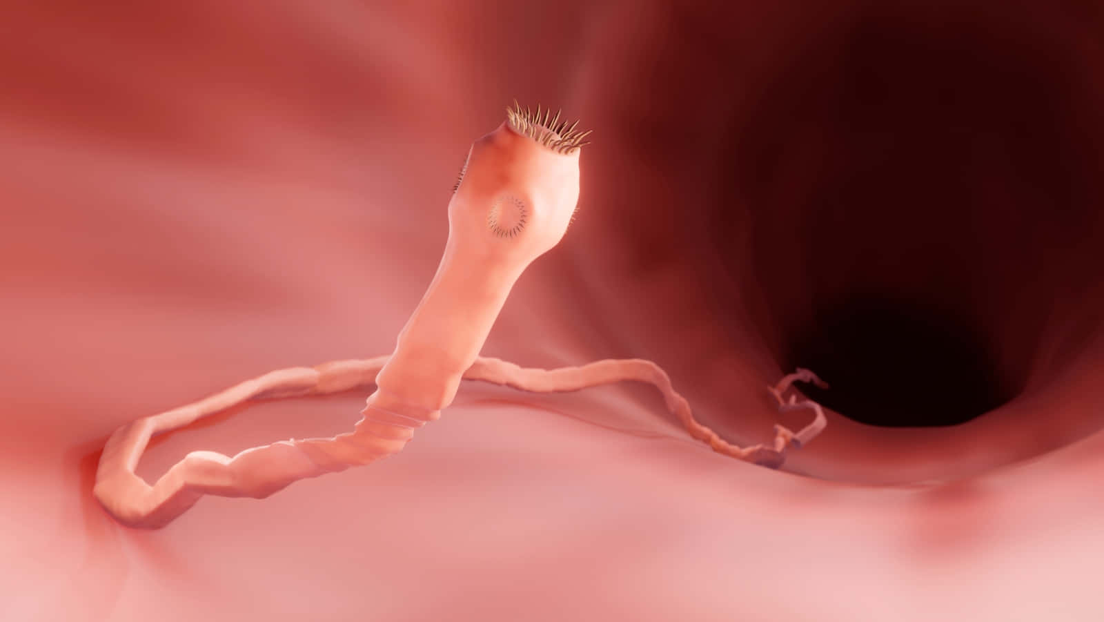 tapeworm, bristles, eye spot, HD Desktop Wallpaper