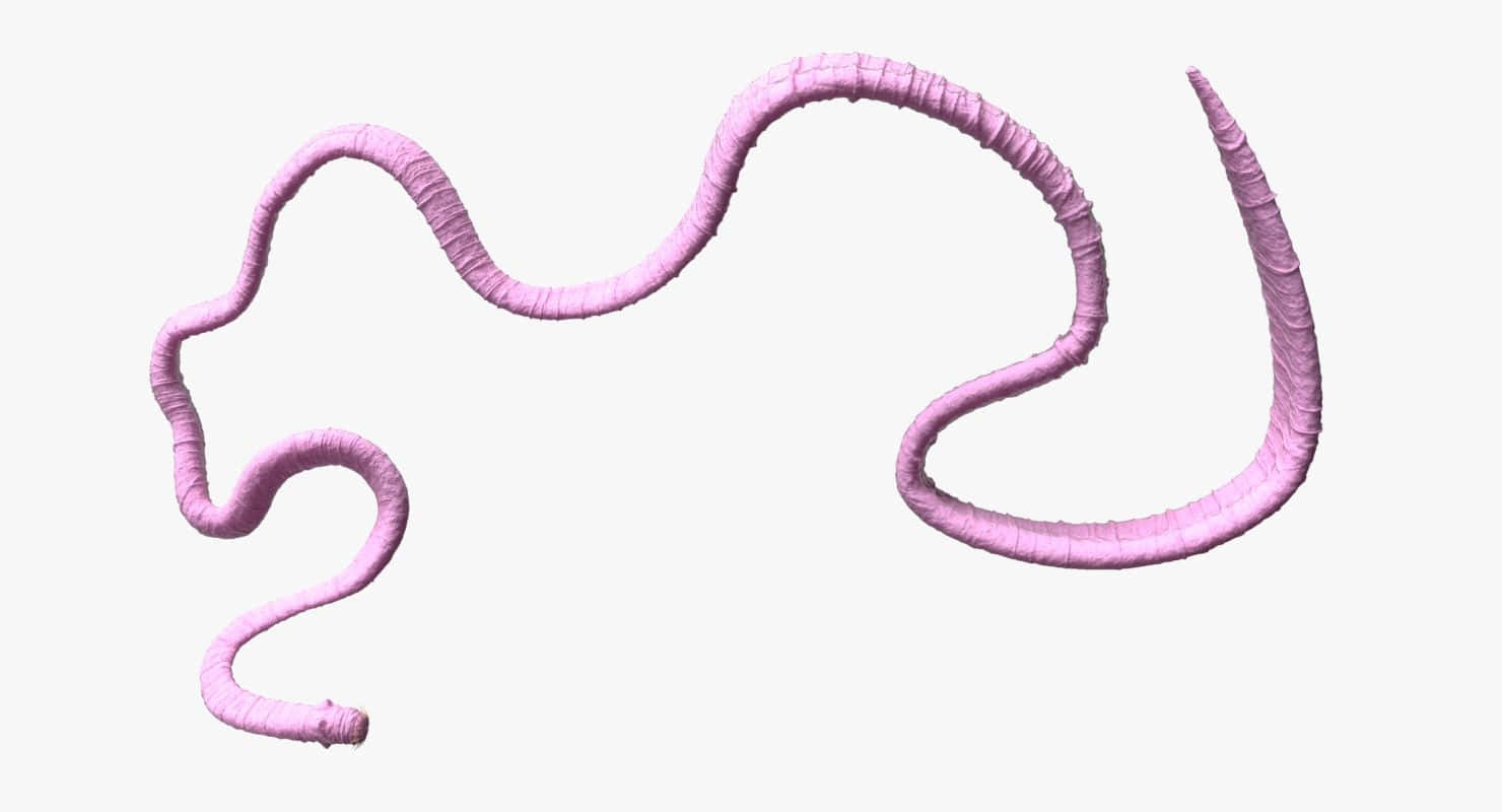 Tapeworm, pink, ridged skin, HD Desktop Wallpaper