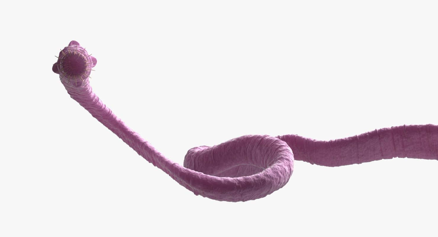 Tapeworm, pink, textured segmented body, HD Desktop Wallpaper