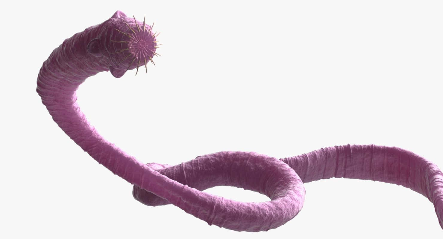 Tapeworm, vibrant purple, spiky head, HD Desktop Wallpaper