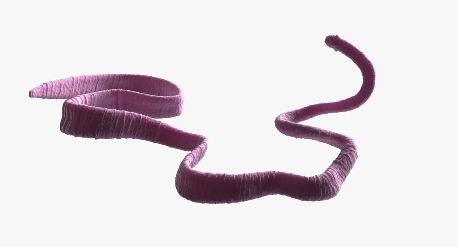 Tapeworm, purple, worm-like, HD Desktop Wallpaper