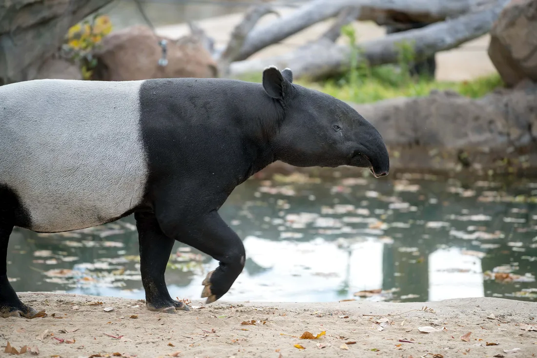 Tapir