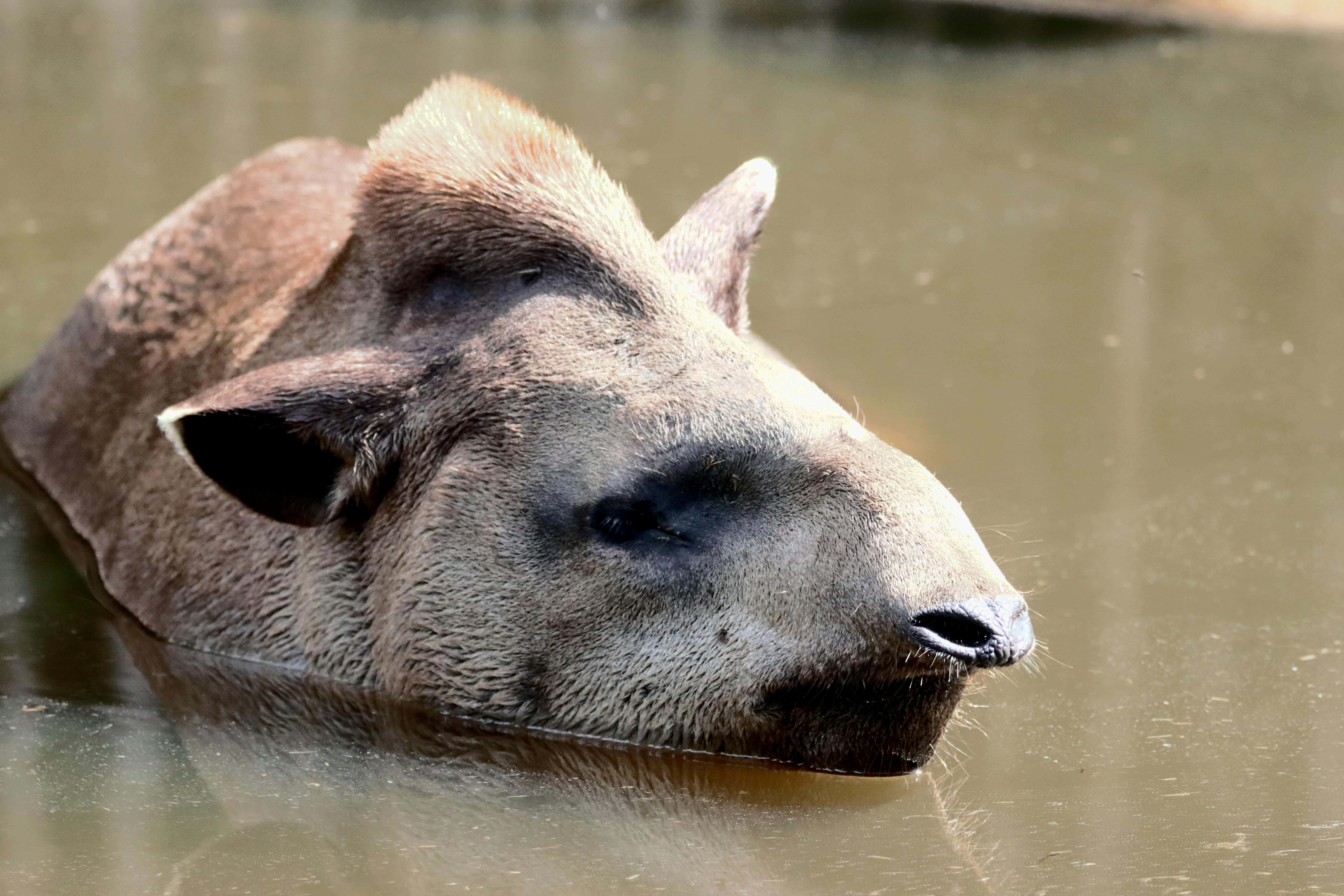 Tapir, murky water, soft sunlight, 5K Desktop Wallpaper